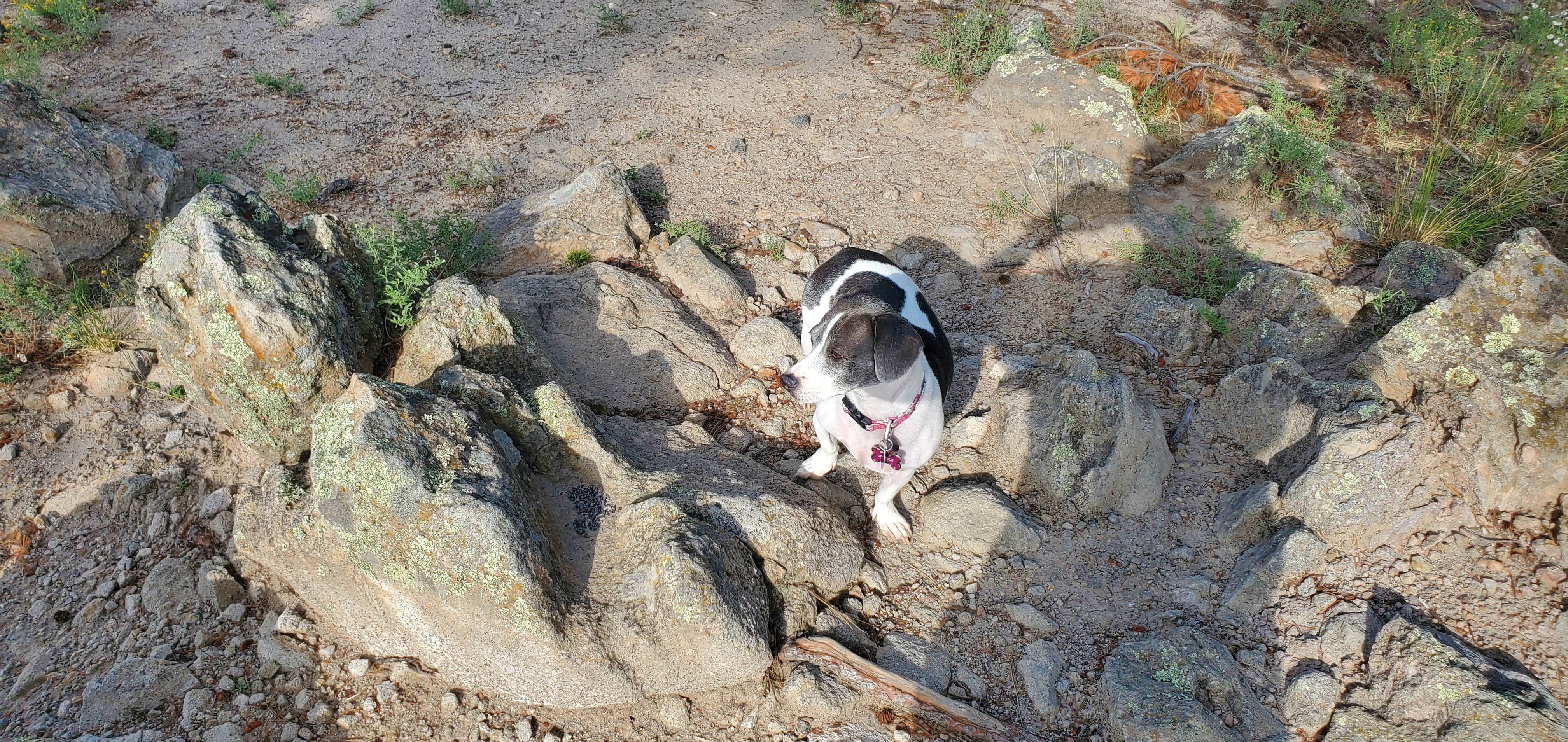 Melissa D.'s photo of camping with pets at Dispersed on 4 - Fenton Lake State Park near Cuba, NM