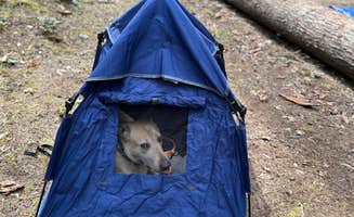 ChiAnn M.'s photo of camping with pets at Blue River Reservoir Roadside Camping near Cascadia, OR