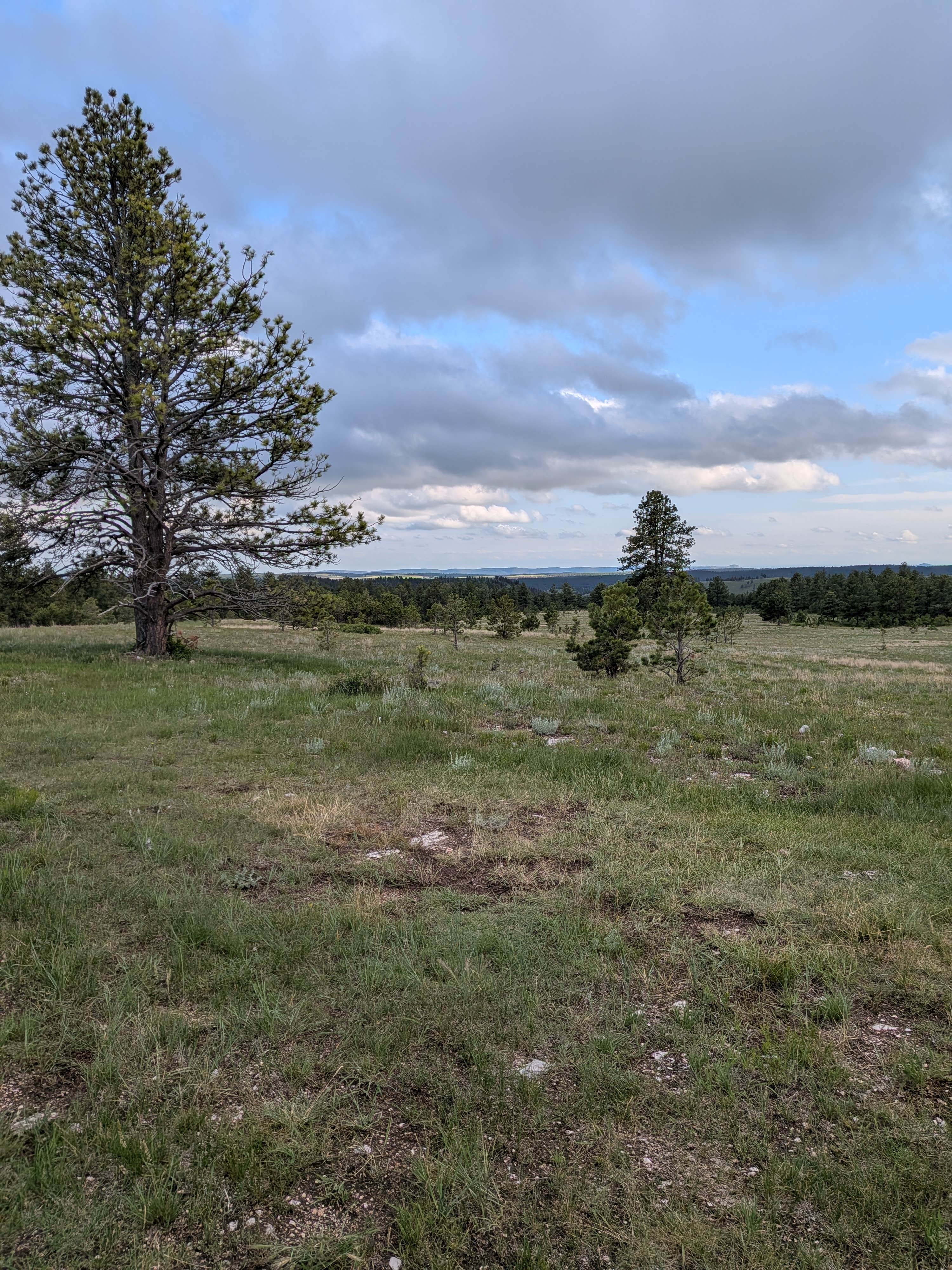 Camping near Elk Mountain Campground — Wind Cave National Park: Black Hills Dispersed Site - Hwy 89, Pringle, South Dakota