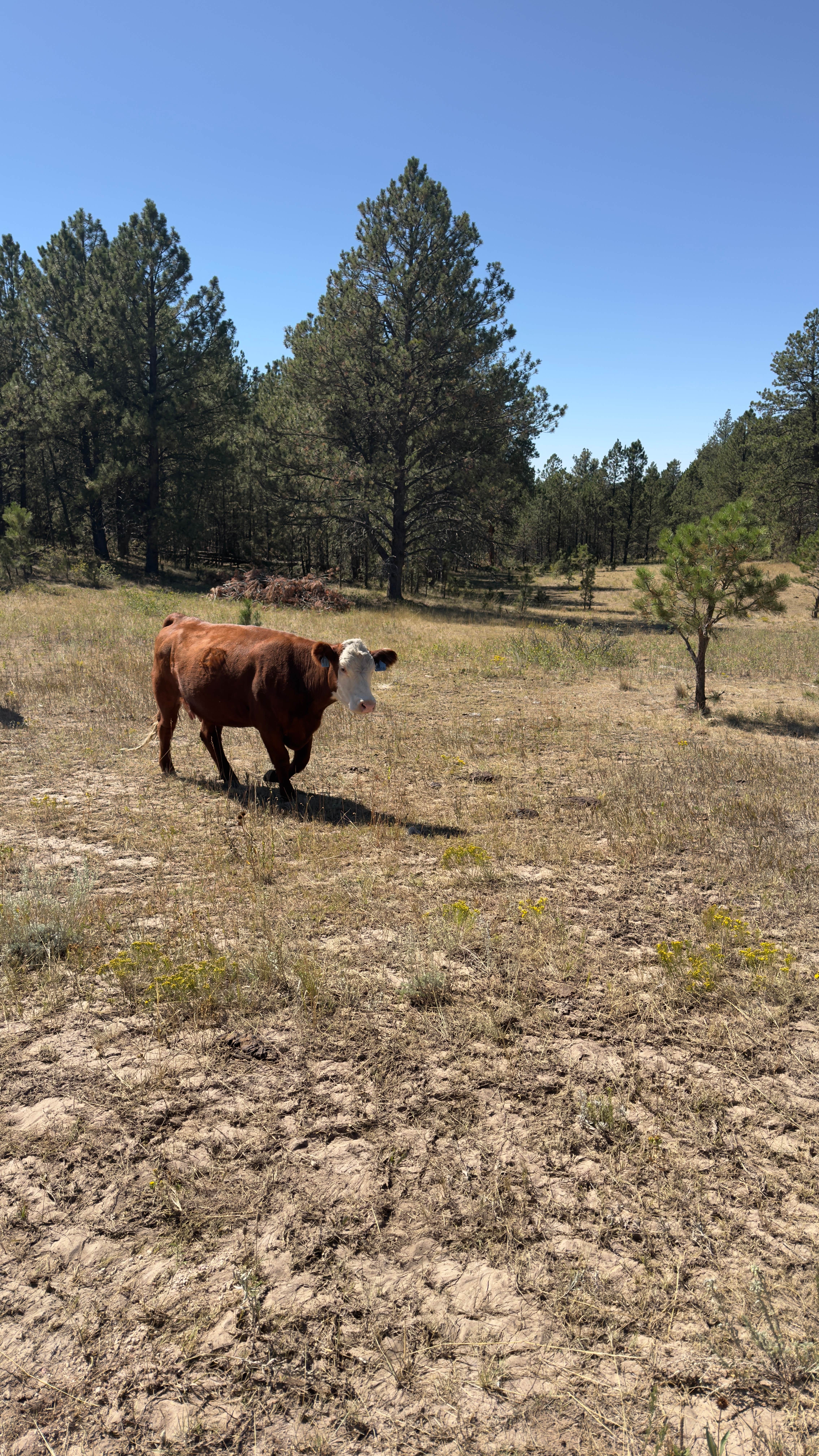 Camper-submitted photo at Black Hills Dispersed Site - Hwy 89 near Buffalo Gap, SD
