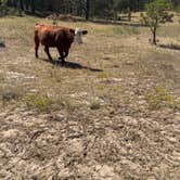 Review photo of Black Hills Dispersed Site - Hwy 89 by Teresa H., September 11, 2026