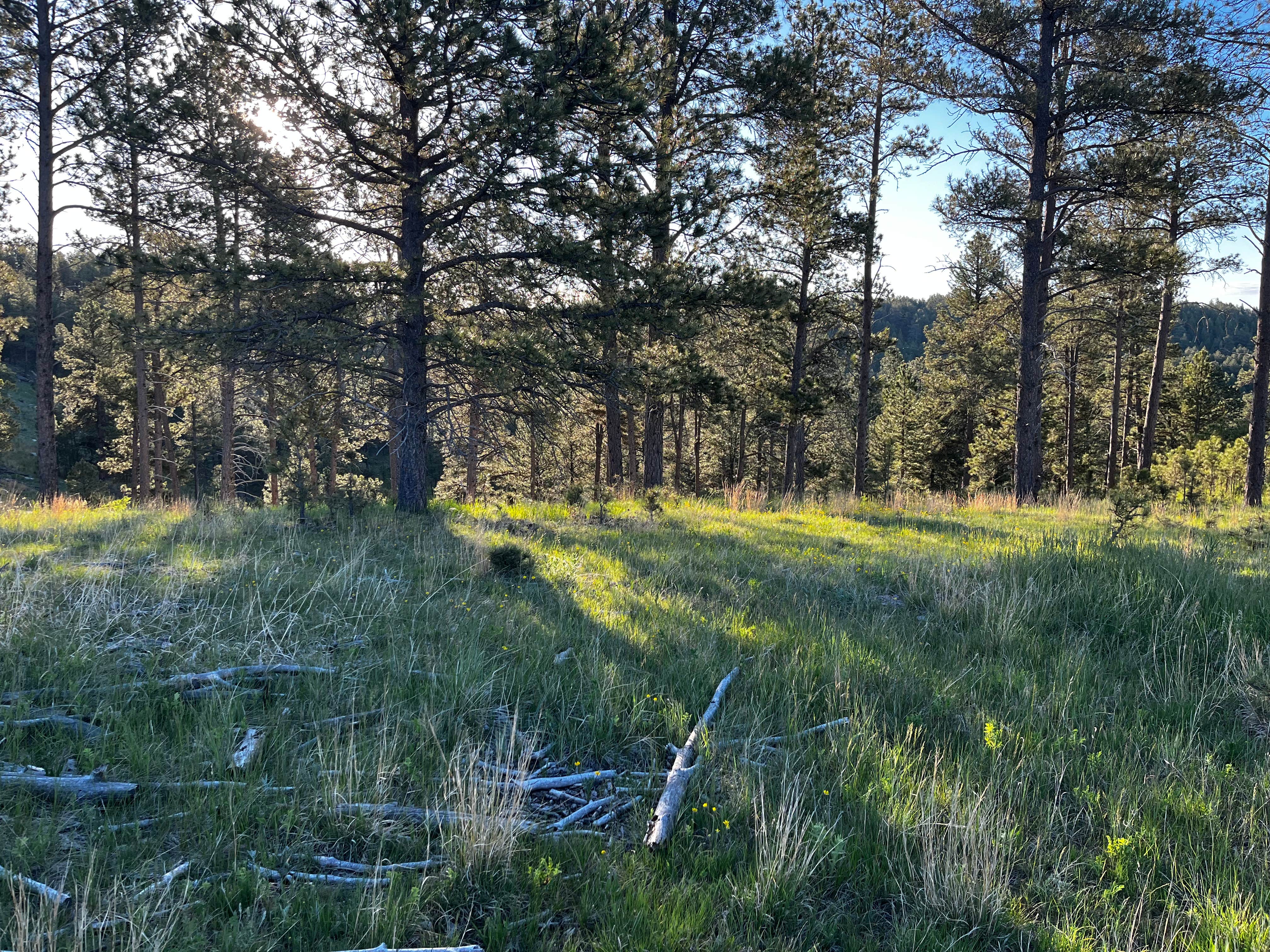 Camper-submitted photo at Black Hills Dispersed Site - Hwy 89 near Fairburn, SD