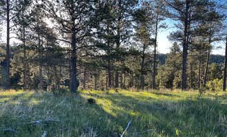 Camping near Opulent Acres : Black Hills Dispersed Site - Hwy 89 , Pringle, South Dakota
