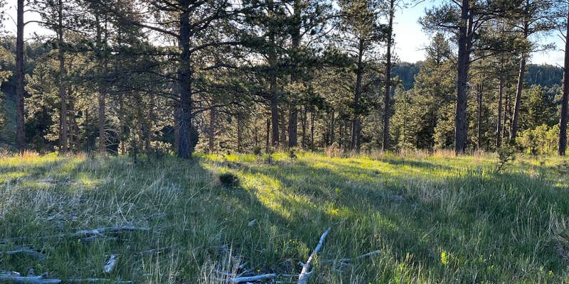 Camper submitted image from Black Hills Dispersed Site - Hwy 89