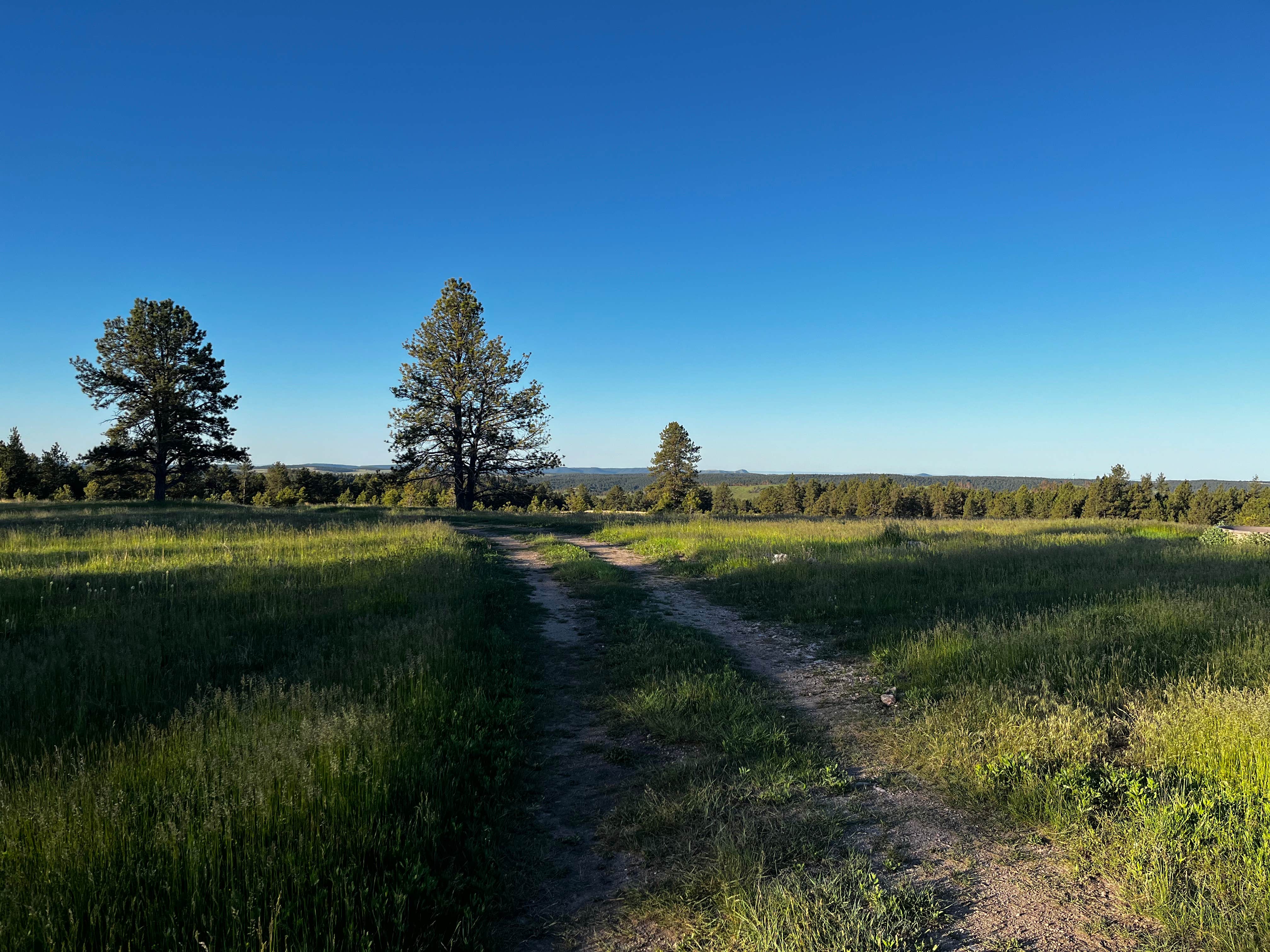 Camper-submitted photo at Black Hills Dispersed Site - Hwy 89 near Fairburn, SD