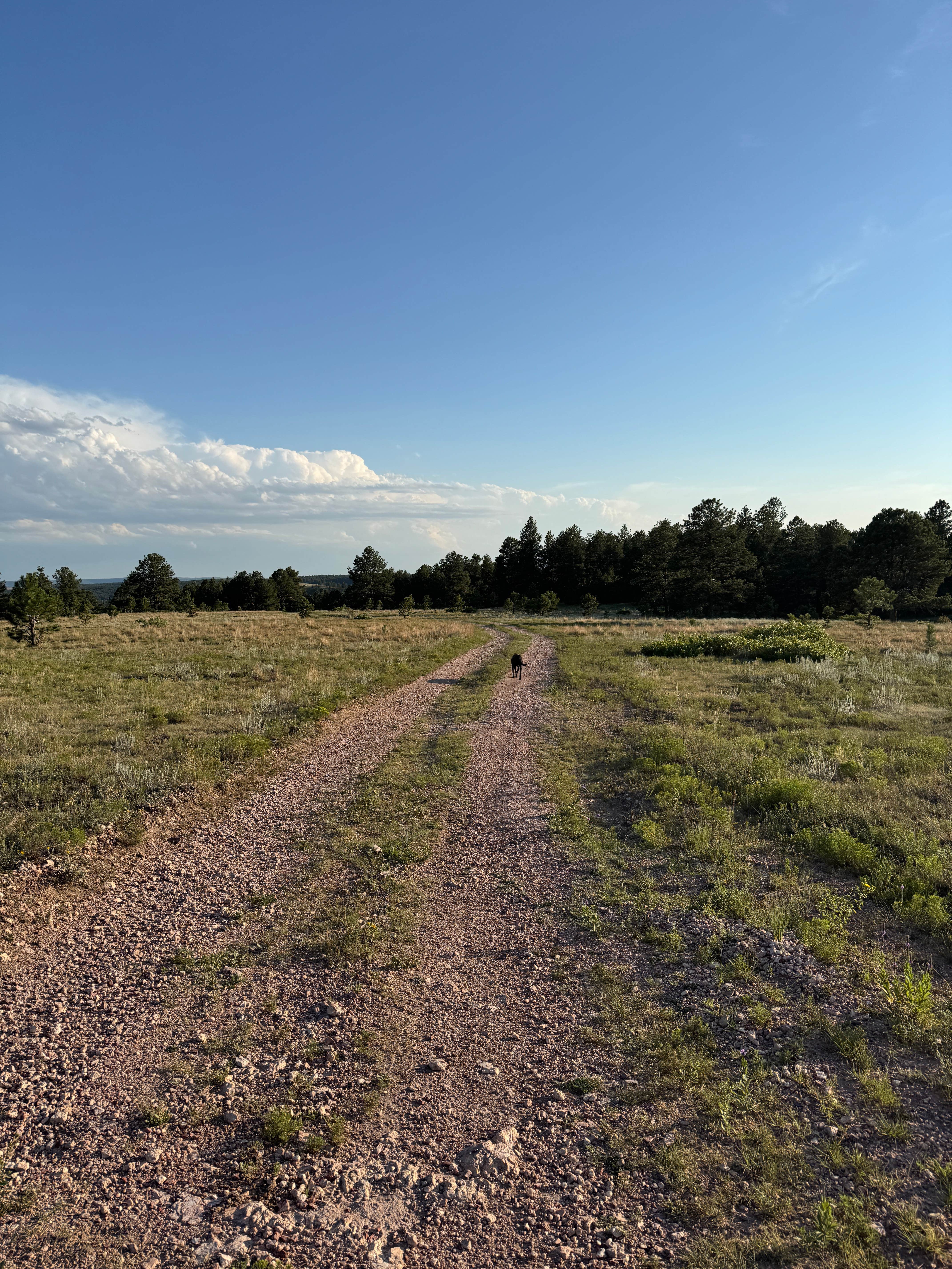 Camper-submitted photo at Black Hills Dispersed Site - Hwy 89 near Fairburn, SD