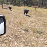 Review photo of Black Hills Dispersed Site - Hwy 89 by Teresa H., September 11, 2026