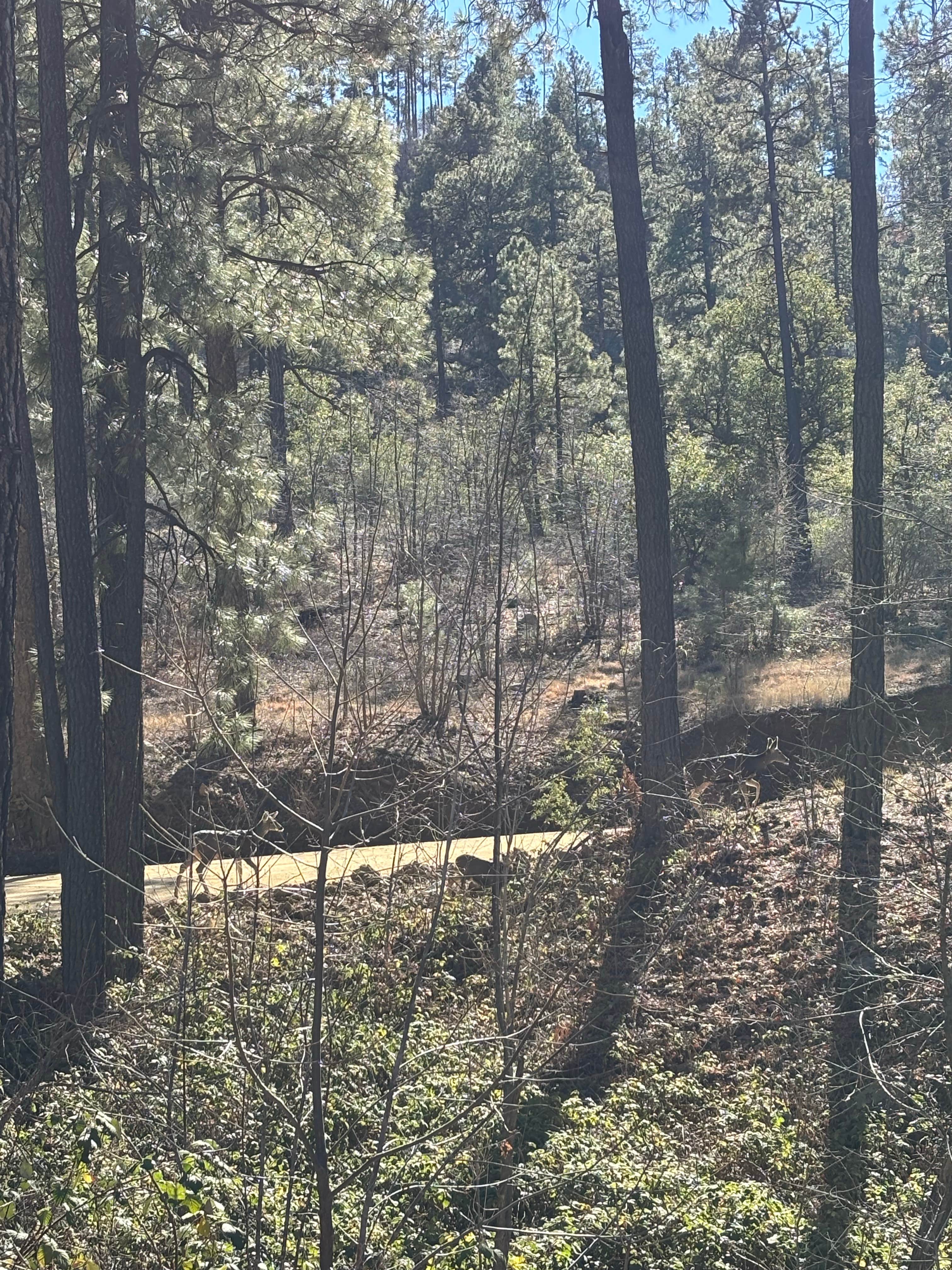 Camper-submitted photo at Dispersed Site #6 near Prescott Valley, AZ