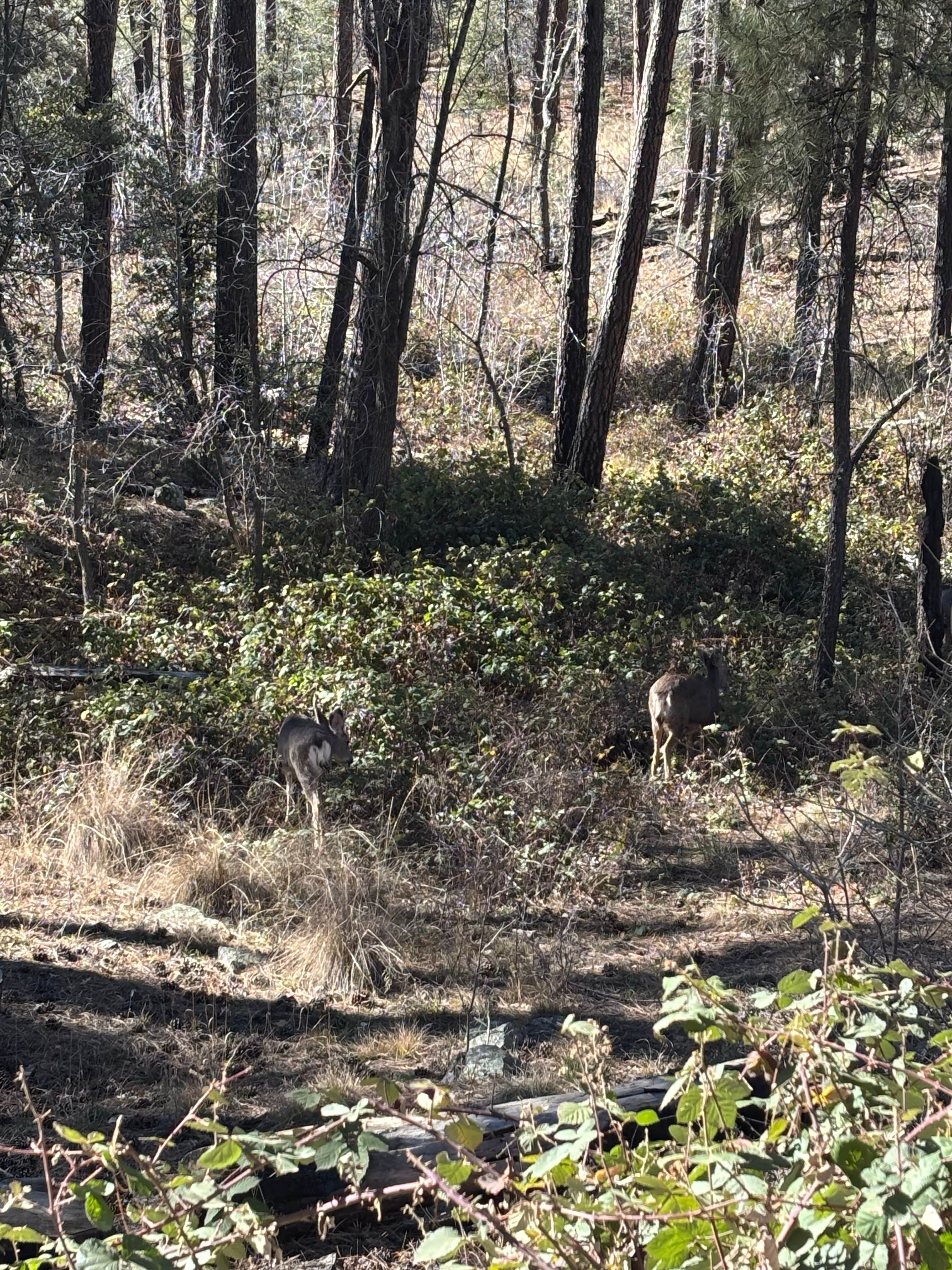 Camper-submitted photo at Dispersed Site #6 near Prescott Valley, AZ