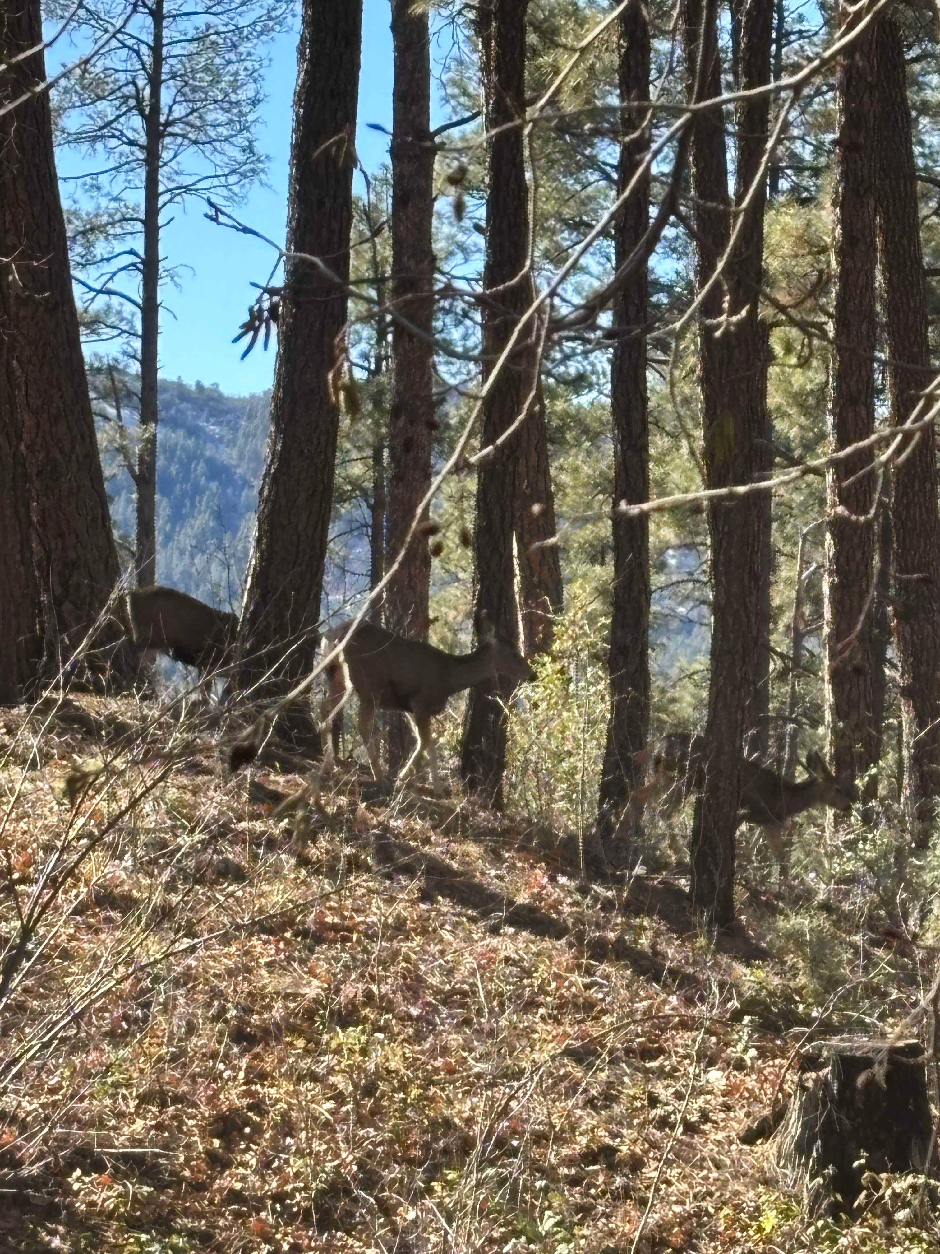 Camper-submitted photo at Dispersed Site #6 near Prescott Valley, AZ
