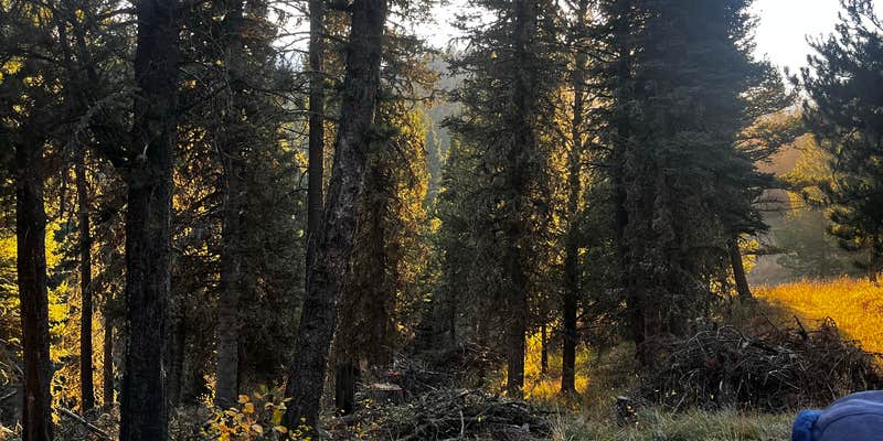 Camper submitted image from South Fork Brackett Creek Dispersed Site