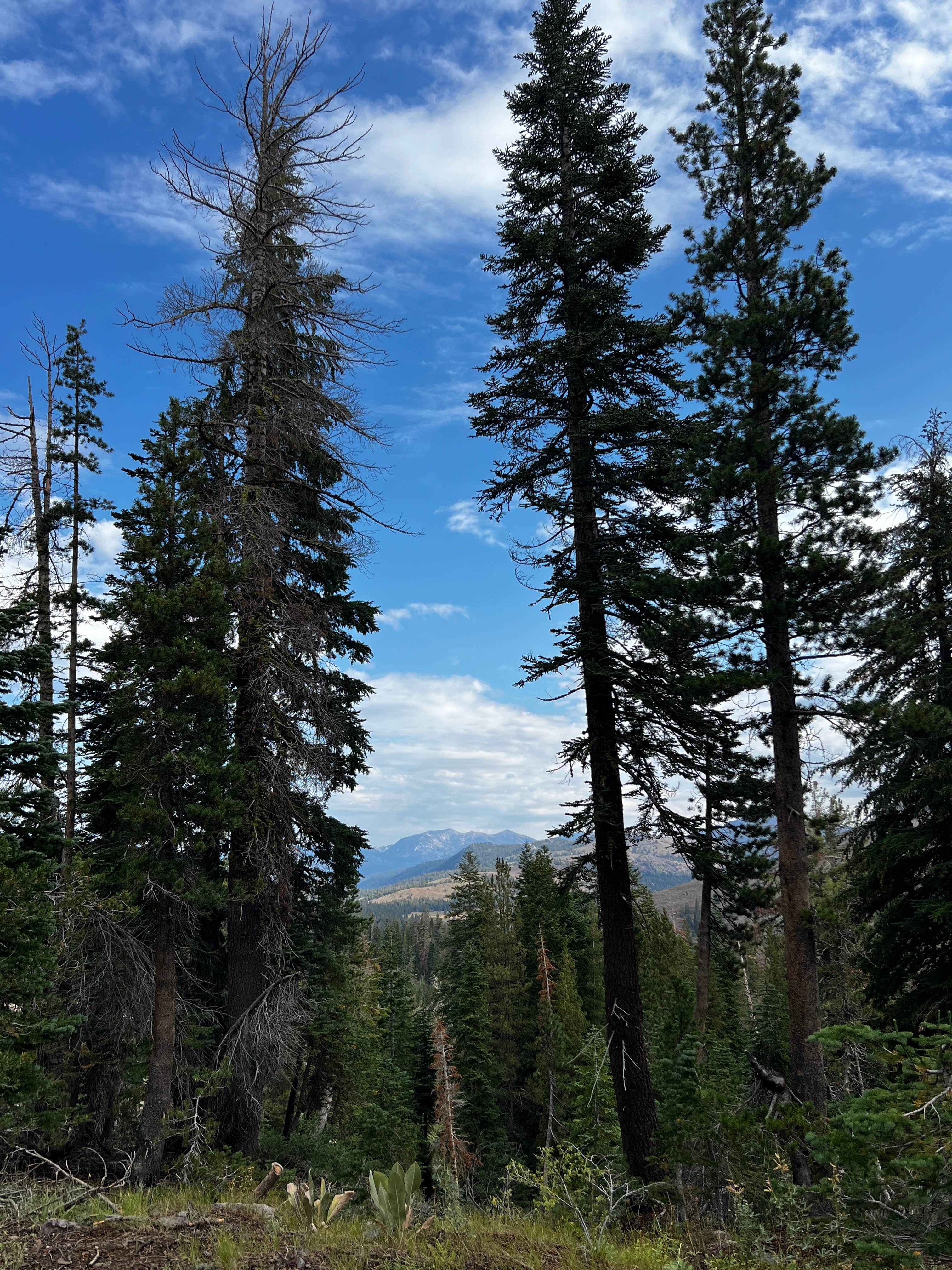 Camper-submitted photo at Dispersed USFS near Bear Valley, CA