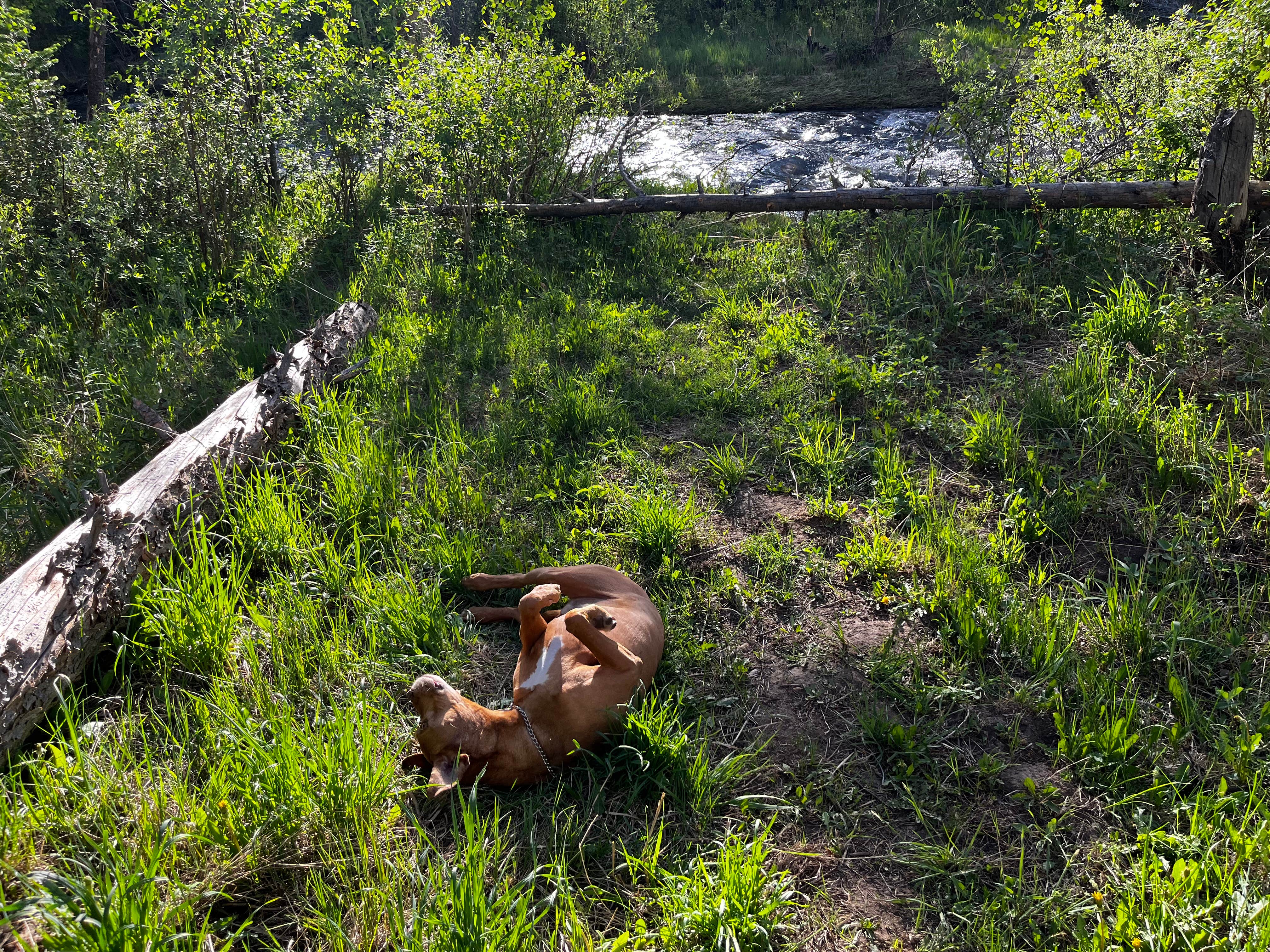 Camper-submitted photo at Laramie River Road Dispersed near Medicine Bow-Routt National Forests and Thunder Basin National Grassland