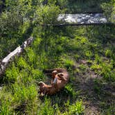 Review photo of Laramie River Road Dispersed by Marasha , June 19, 2024