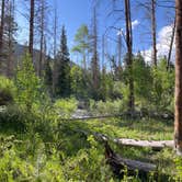 Review photo of Laramie River Road Dispersed by Marasha , June 19, 2024