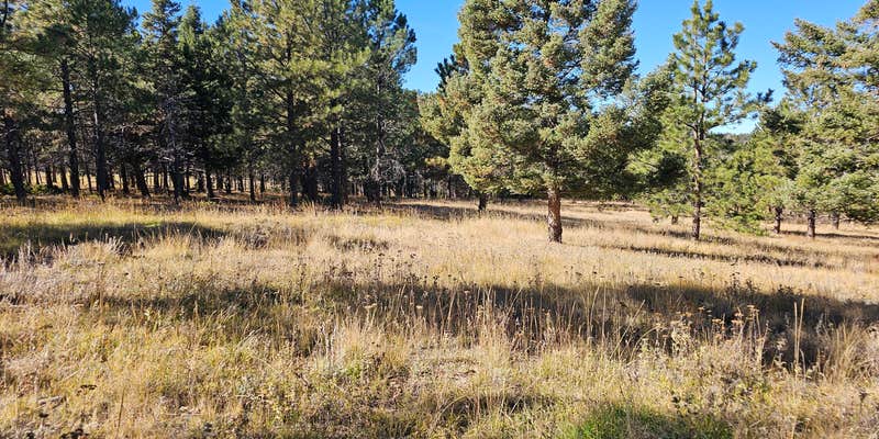 Camper submitted image from Divide, Colorado