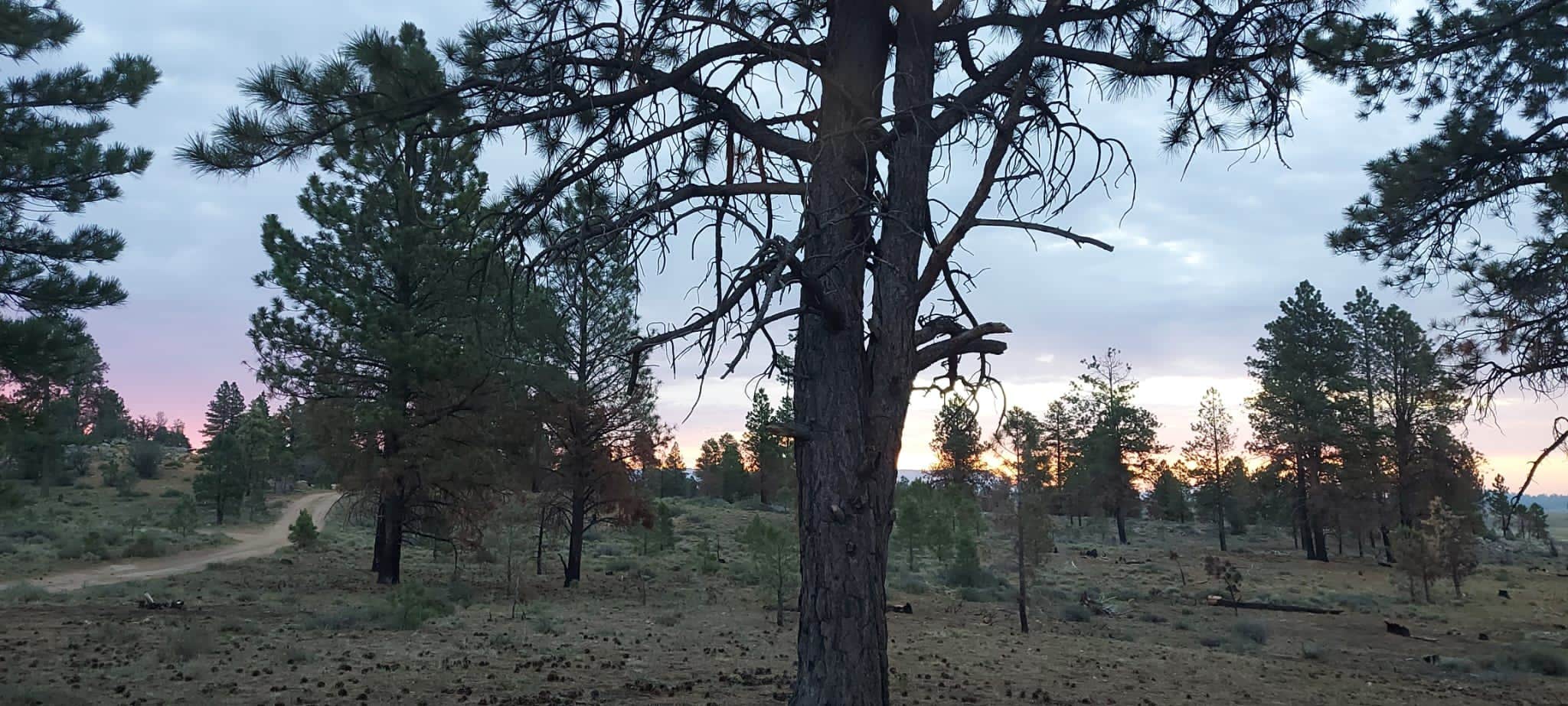 Jahro M.'s photo of a dispersed camping area at Dixie National Forest Dispersed Camping Area near Bryce Canyon National Park