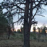 Review photo of Dixie National Forest Dispersed Camping Area by Jahro M., July 3, 2025