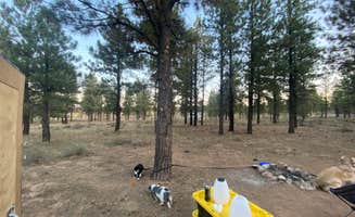 Imerie T.'s photo of a dispersed camping area at Dixie National Forest Dispersed Camping Area near Bryce Canyon National Park