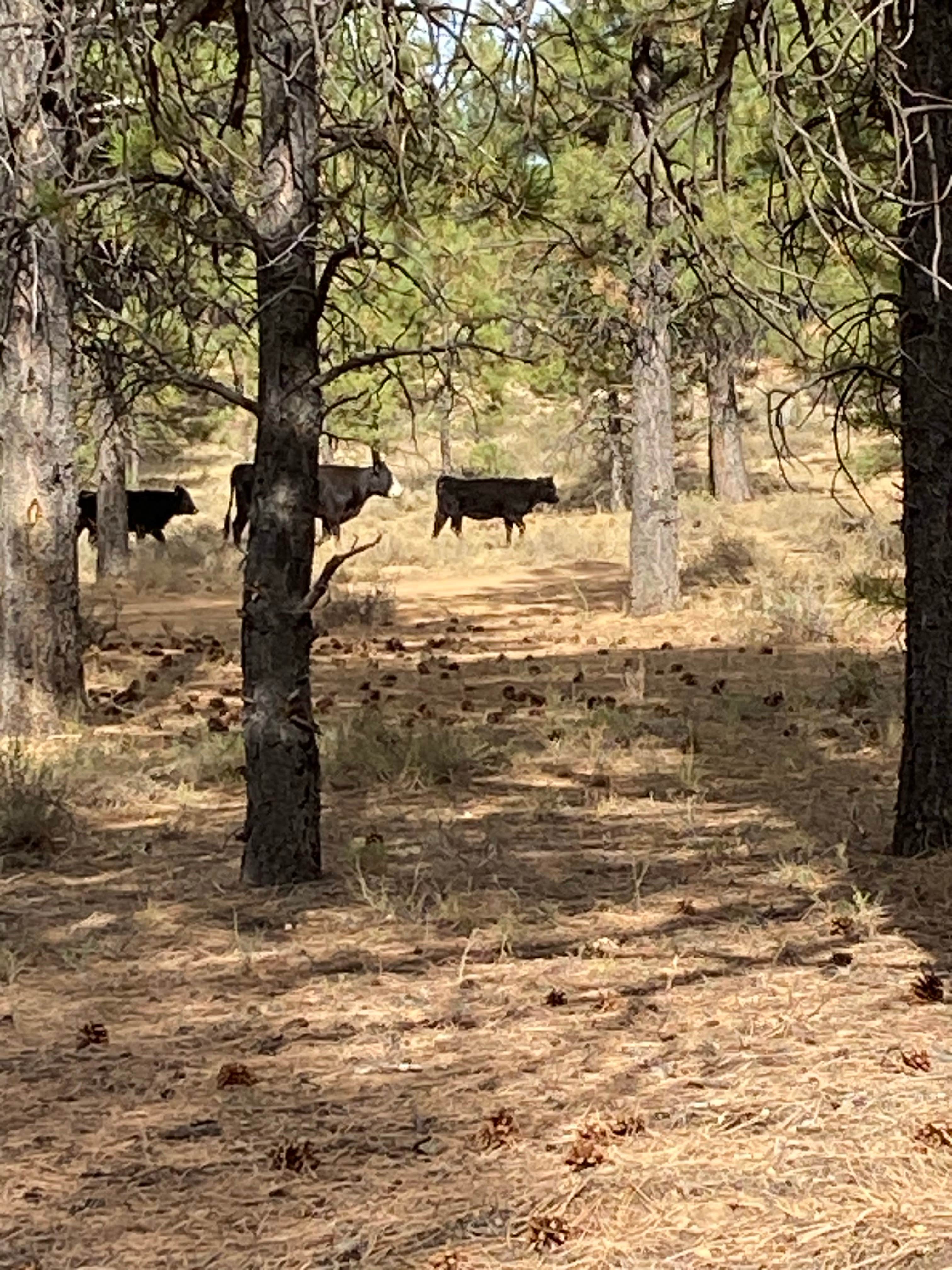 Camper submitted image from Dixie National Forest Dispersed Camping Area - 3