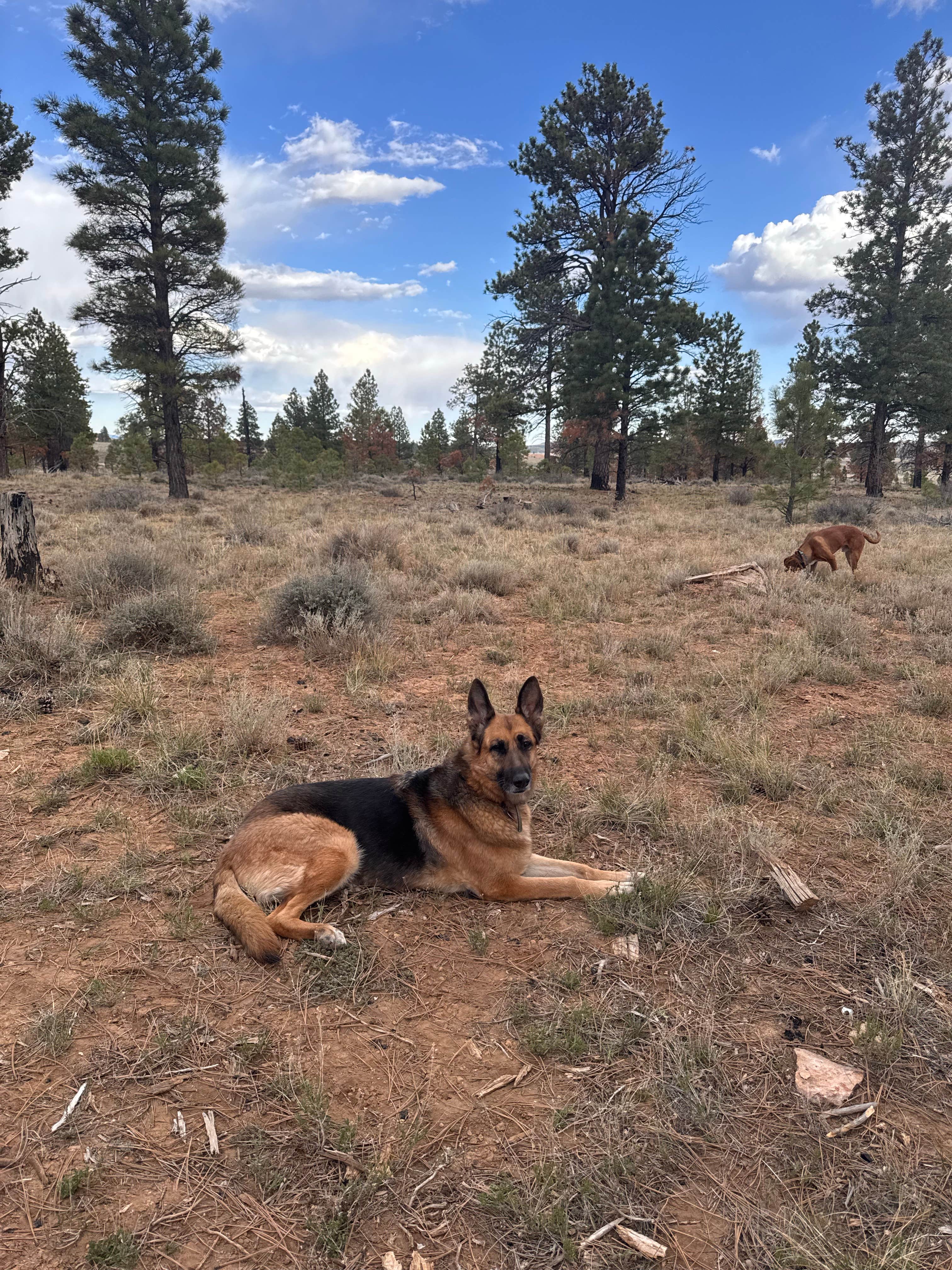 Bethany W.'s photo of camping with pets at Dixie National Forest Dispersed Camping Area near Panguitch, UT