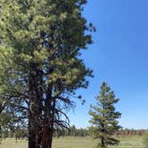 Review photo of Tom Best Spring Road FR117 Dispersed - Dixie National Forest by Lauren S., June 24, 2024