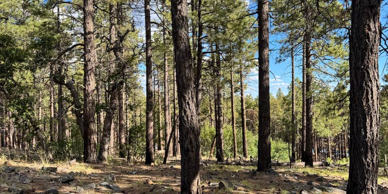 Camper submitted image from DLTs