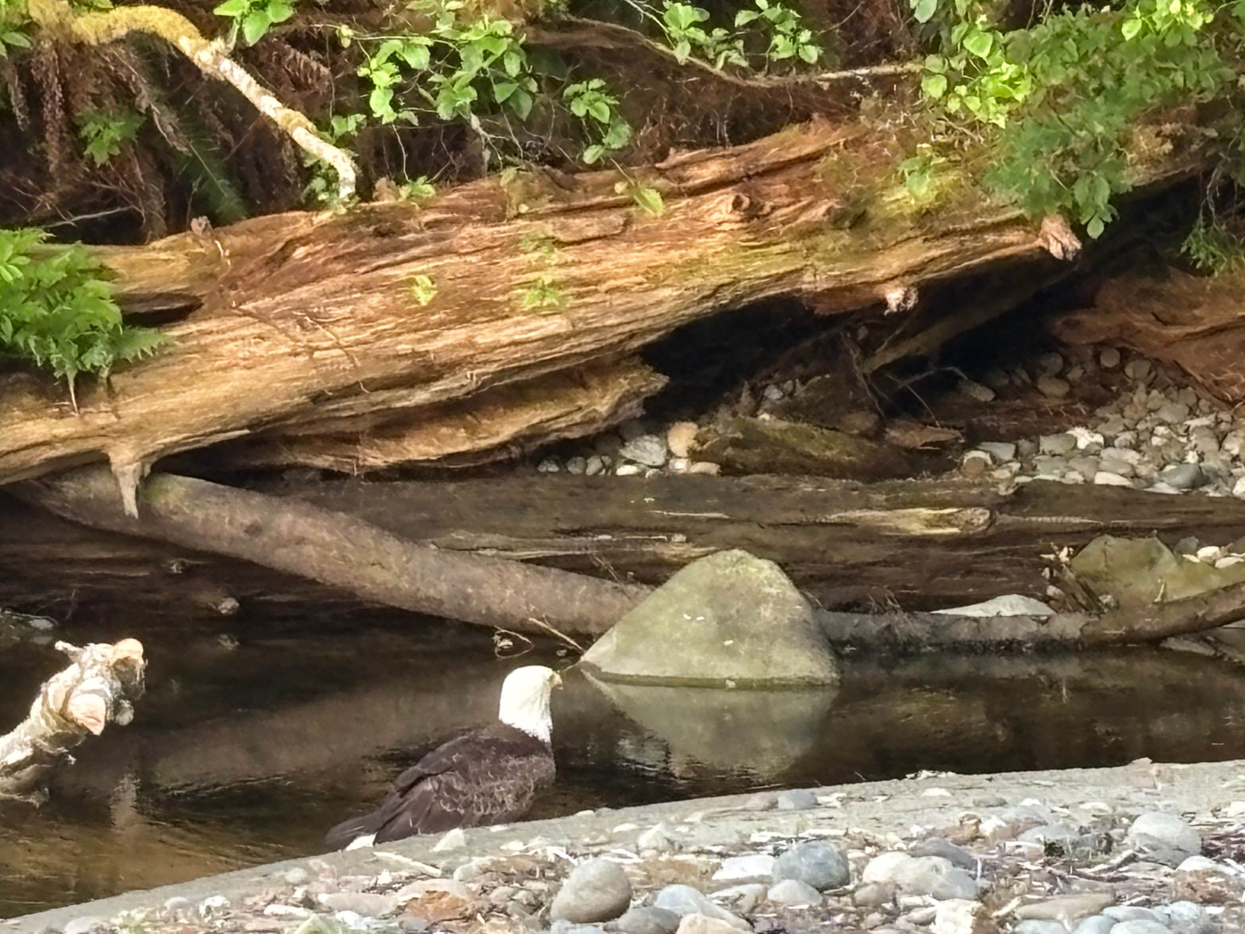 Camper submitted image from DNR Dispersed Campsite - 1