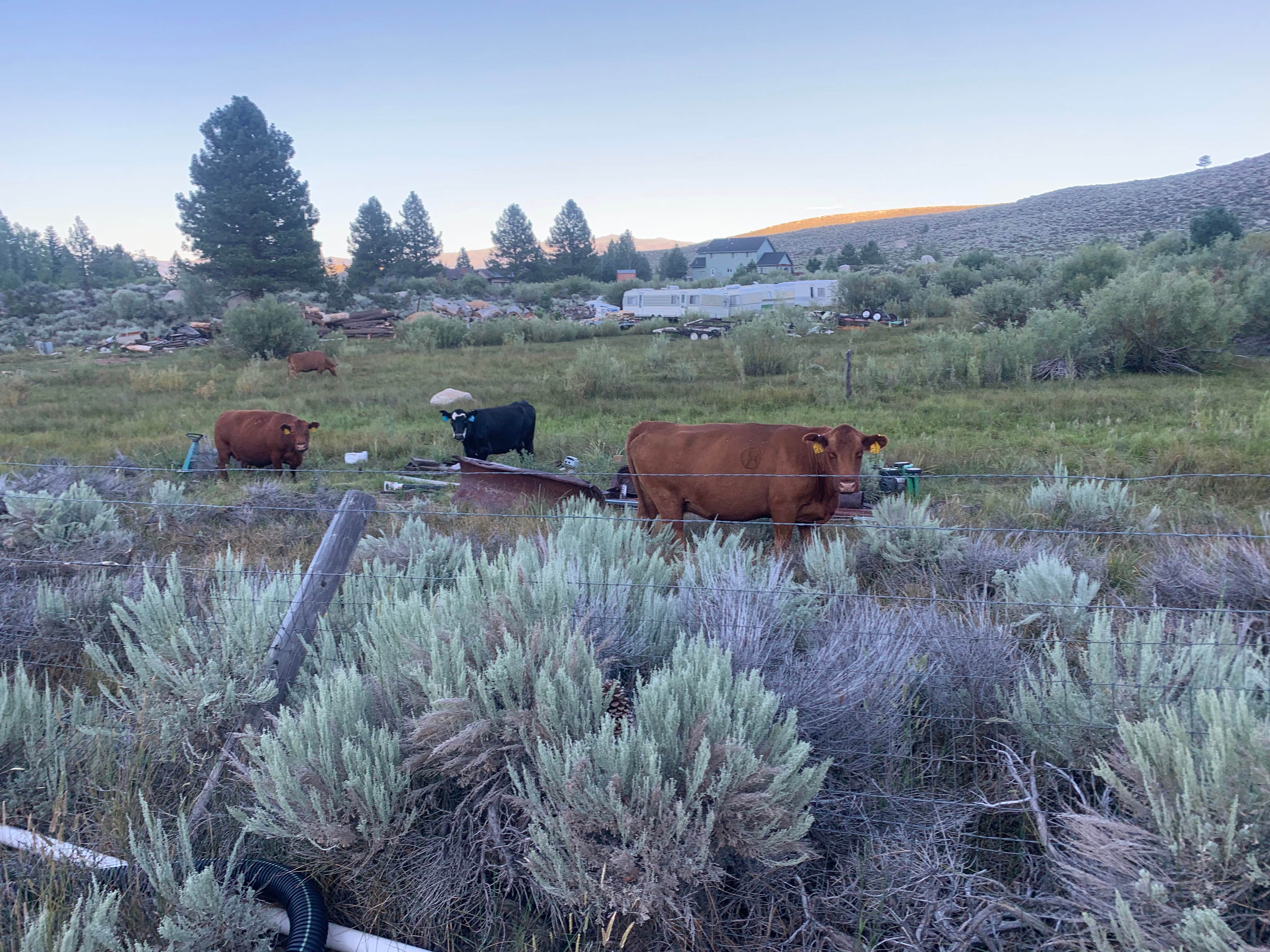Camping near Annett's Mono Village: Doc & Al's Robinson Creek Resort, Bridgeport, California