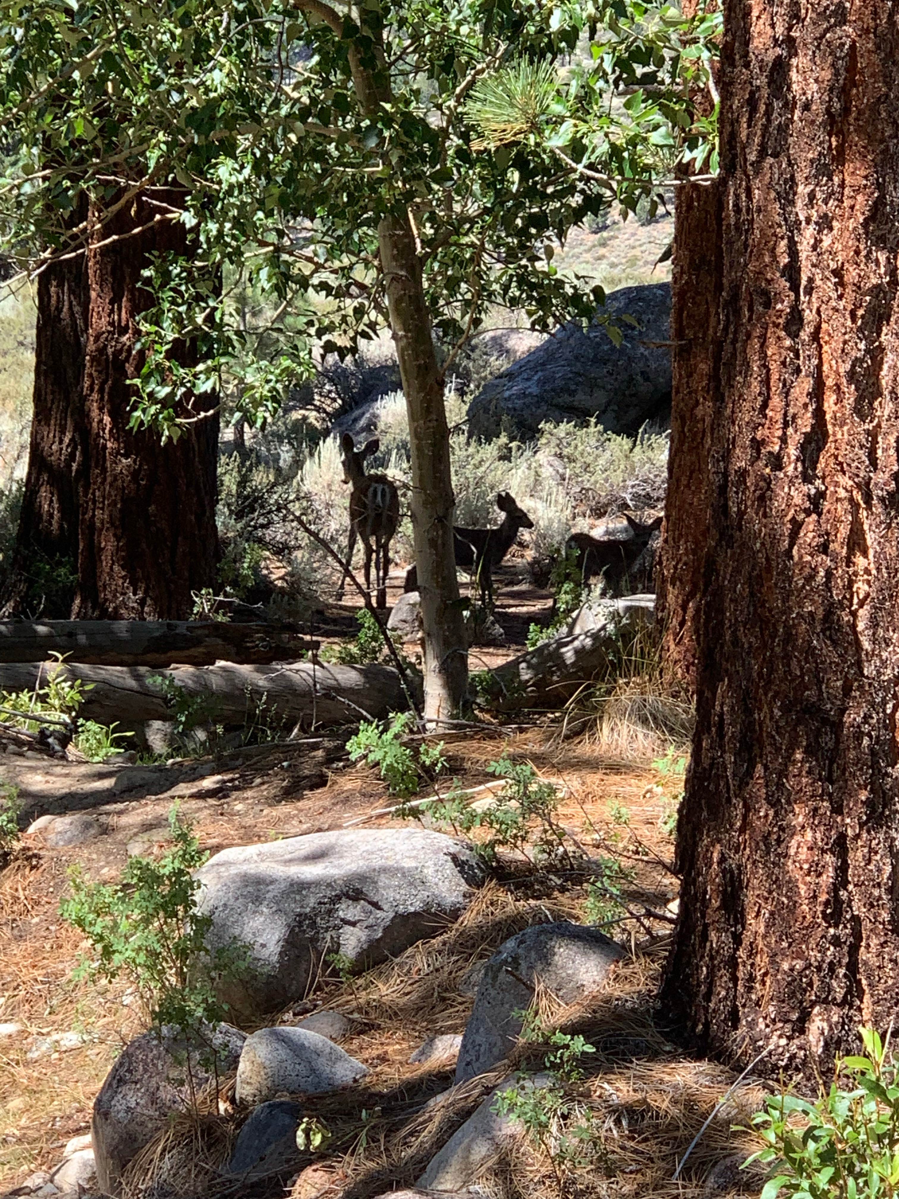 Camper-submitted photo at Doc & Al's Robinson Creek Resort near Hawthorne, NV