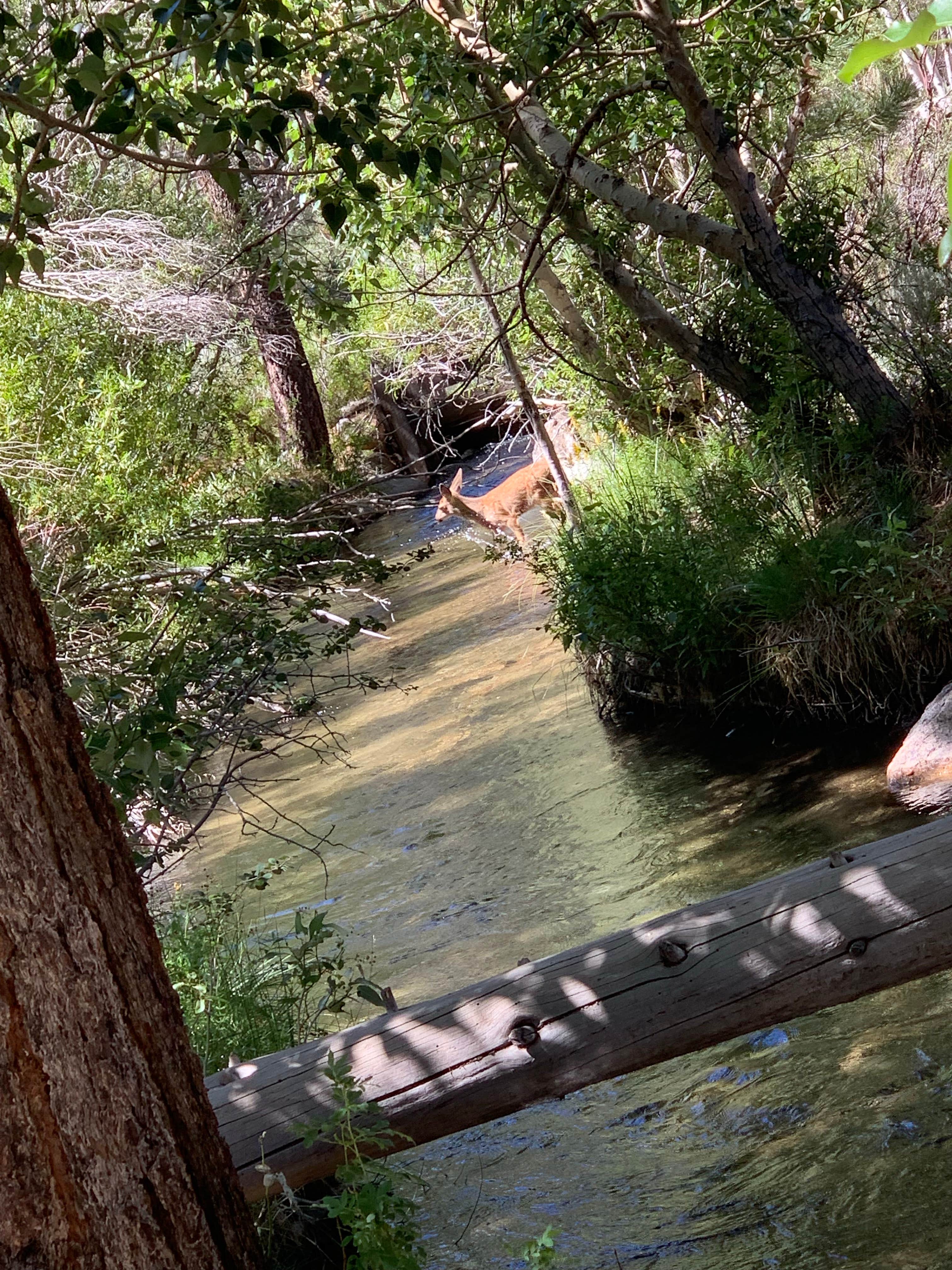 Camper-submitted photo at Doc & Al's Robinson Creek Resort near Hawthorne, NV