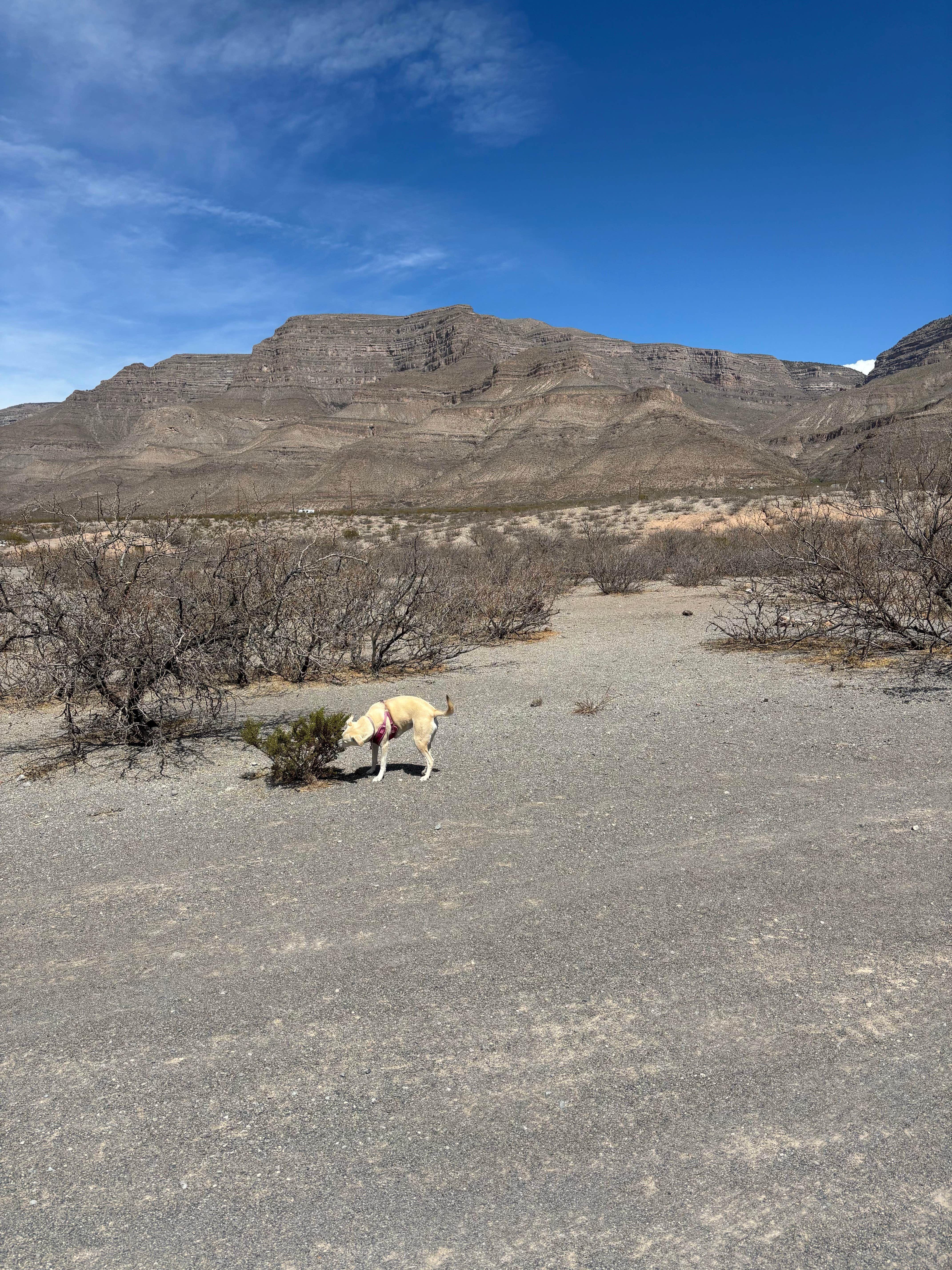 Randall G.'s photo of camping with pets at Dog Canyon near Sunspot, NM