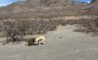 Randall G.'s photo of camping with pets at Dog Canyon near Alamogordo, NM