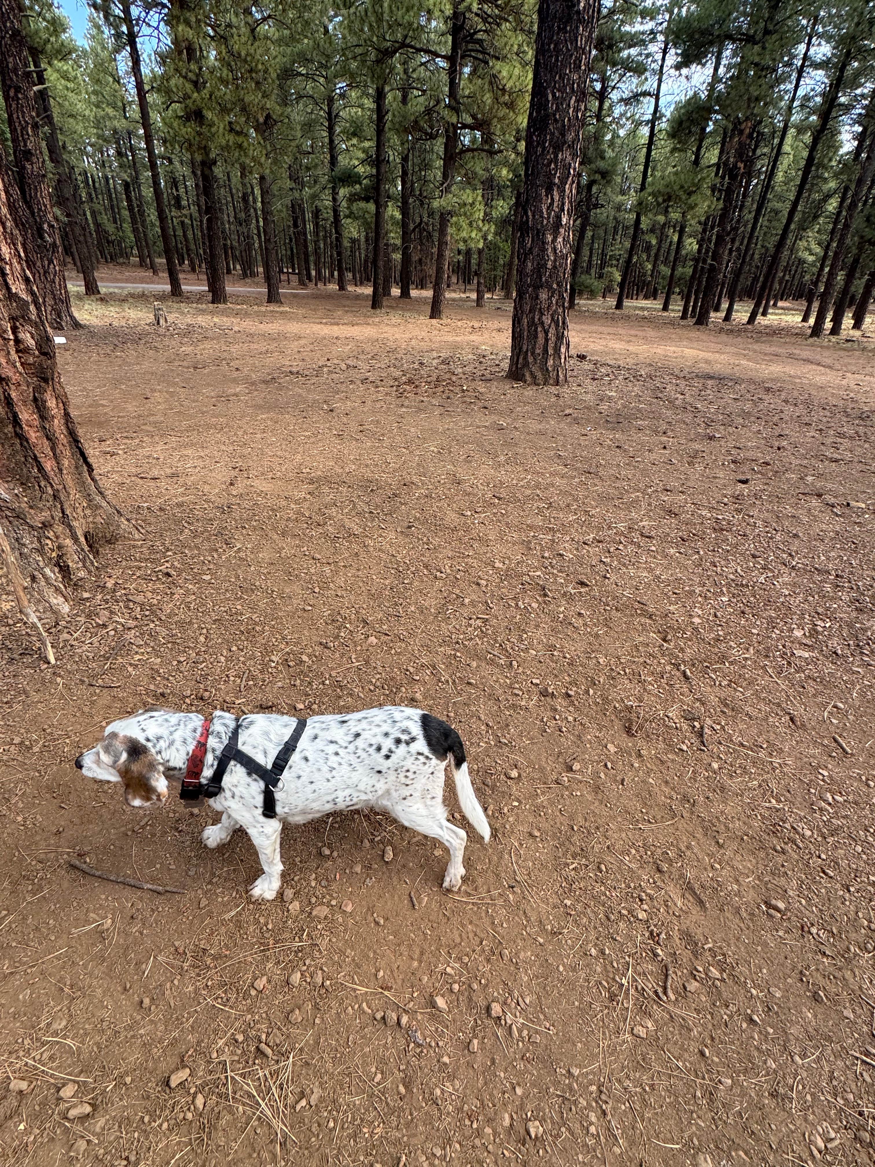 Camper submitted image from Dogtown Y - 2