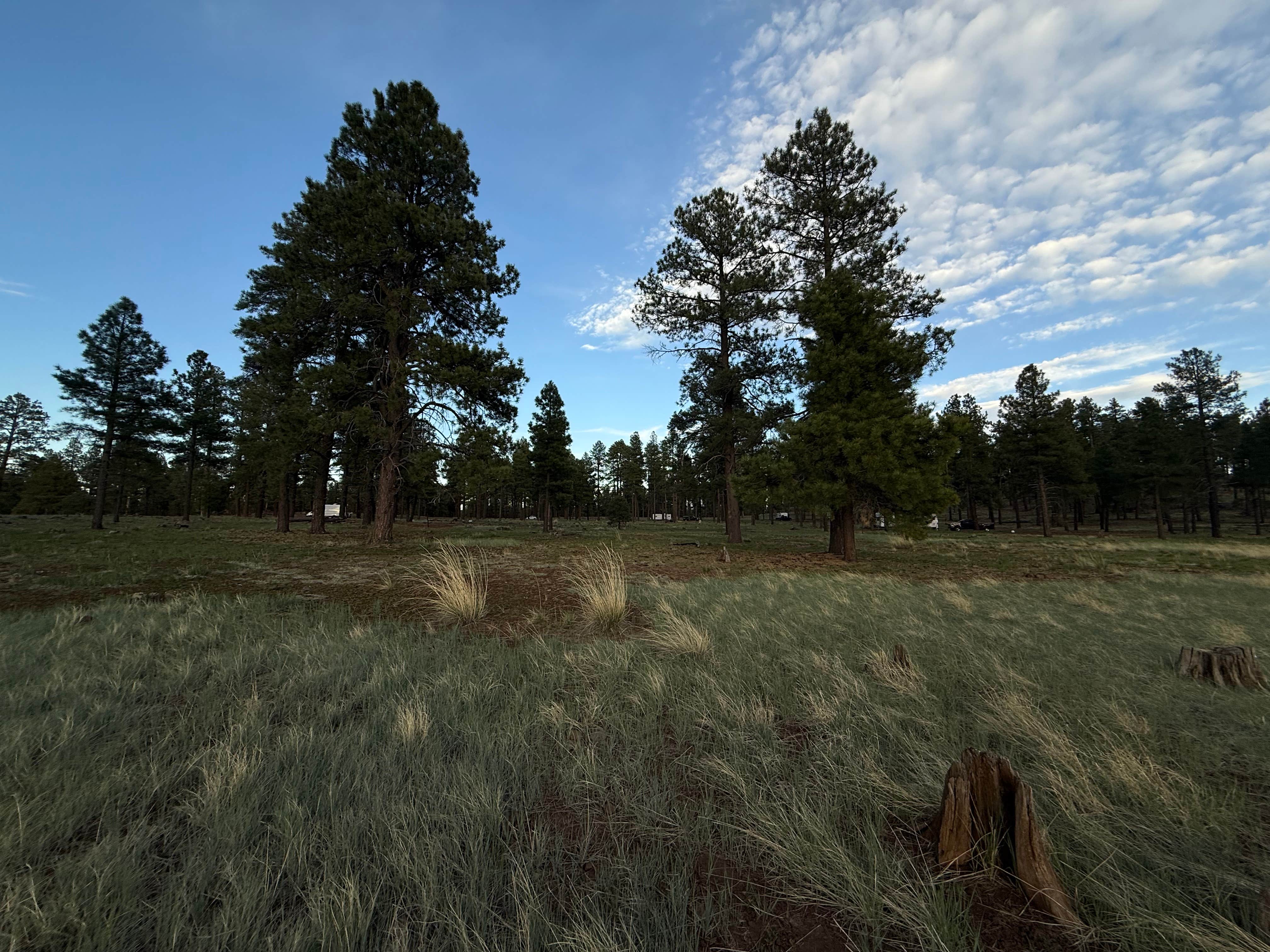 Camper-submitted photo at Dogtown Road Dispersed near Williams, AZ
