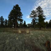 Review photo of Dogtown Road Dispersed by LJ T., May 30, 2025