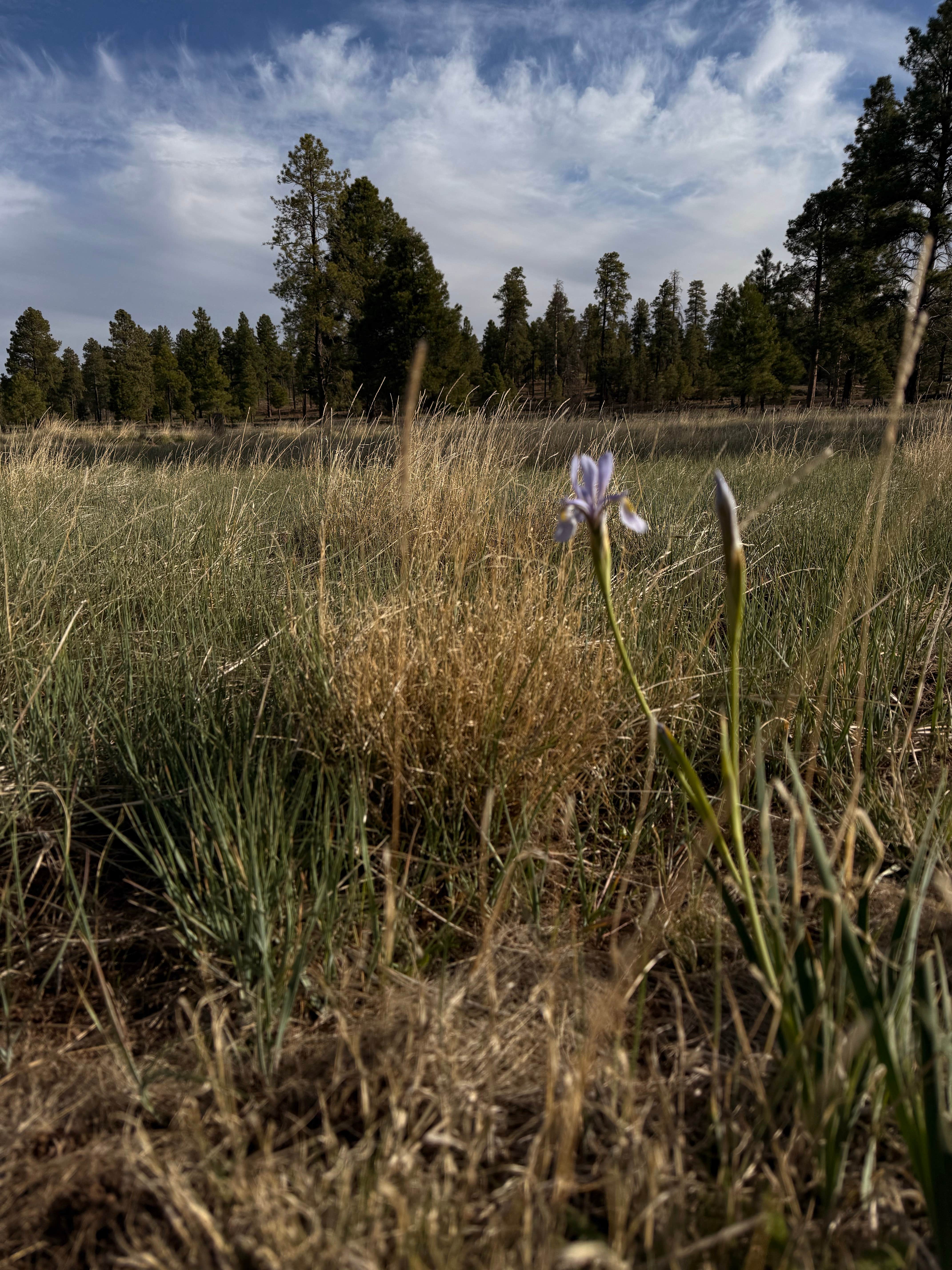 Camper-submitted photo at Dogtown Road Dispersed near Williams, AZ