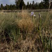 Review photo of Dogtown Road Dispersed by LJ T., May 30, 2025