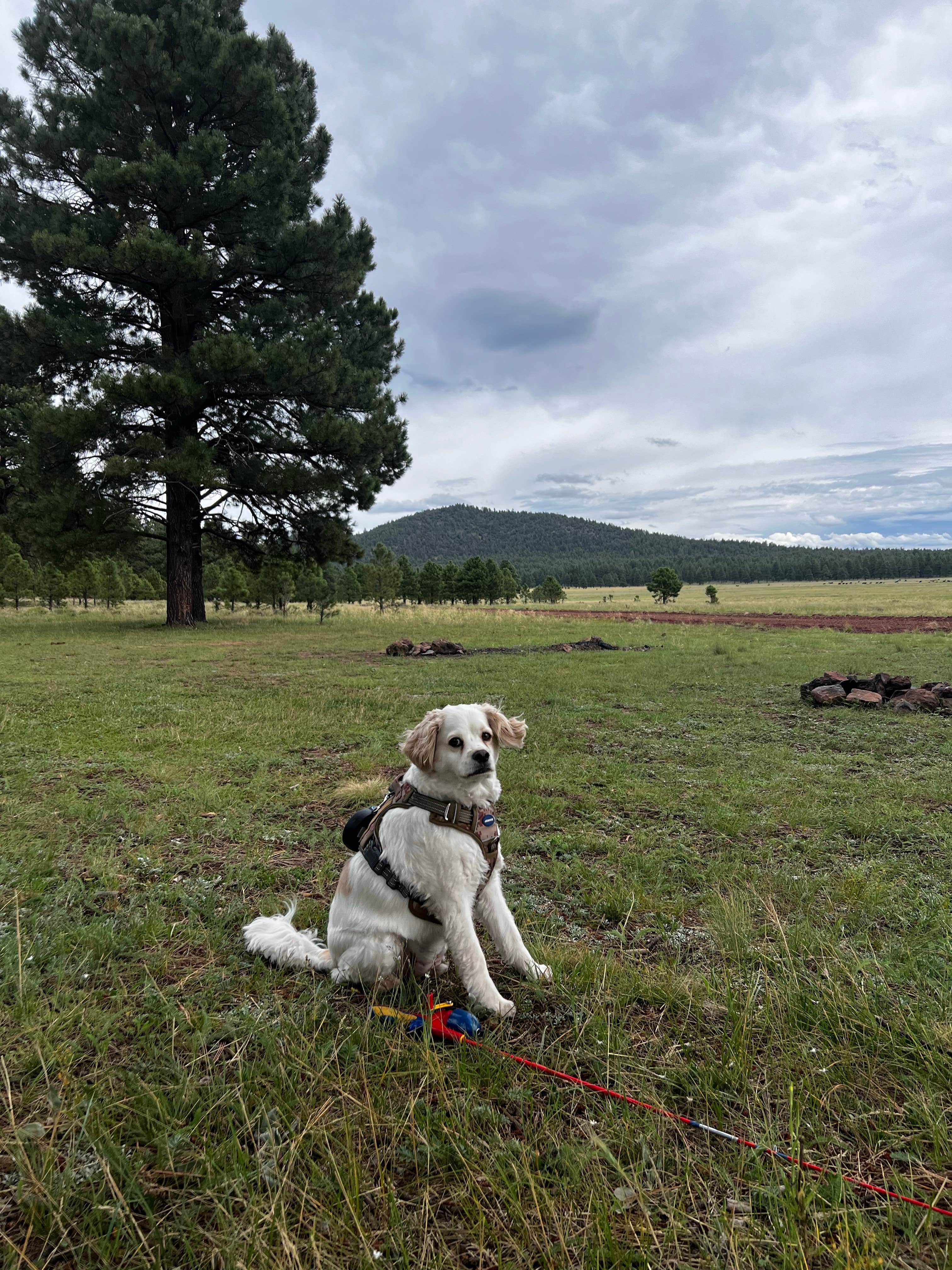 Stephanie W.'s photo of camping with pets at Dogtown Road Dispersed near Williams, AZ