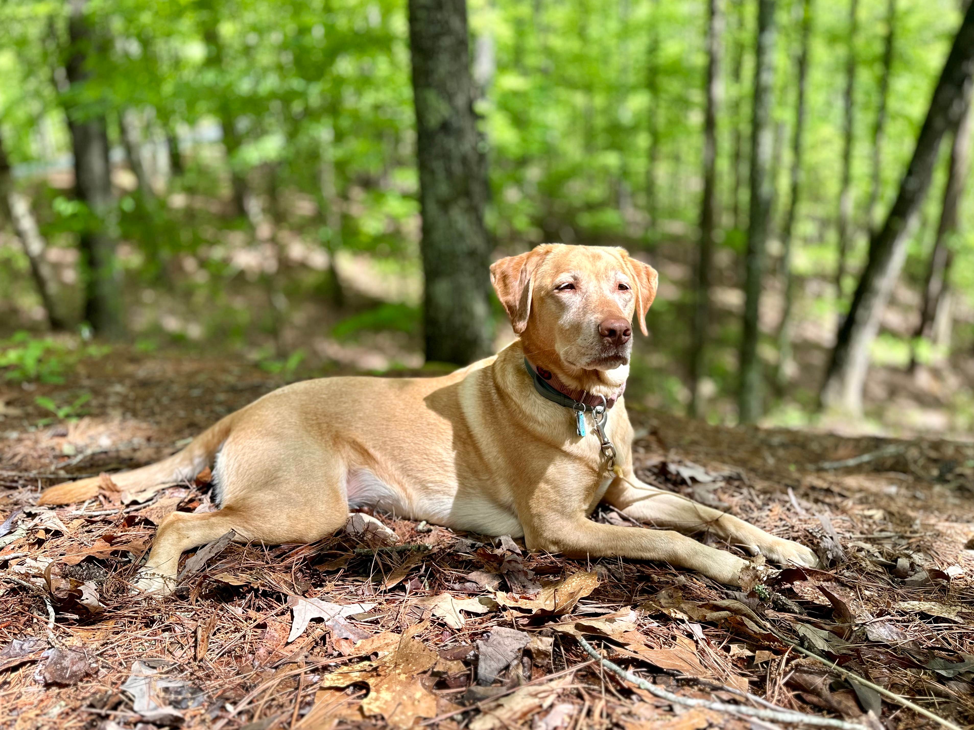 Megan C.'s photo of camping with pets at Doll Mountain Campground near Eton, GA