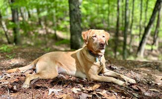 Megan C.'s photo of camping with pets at Doll Mountain Campground near Resaca, GA
