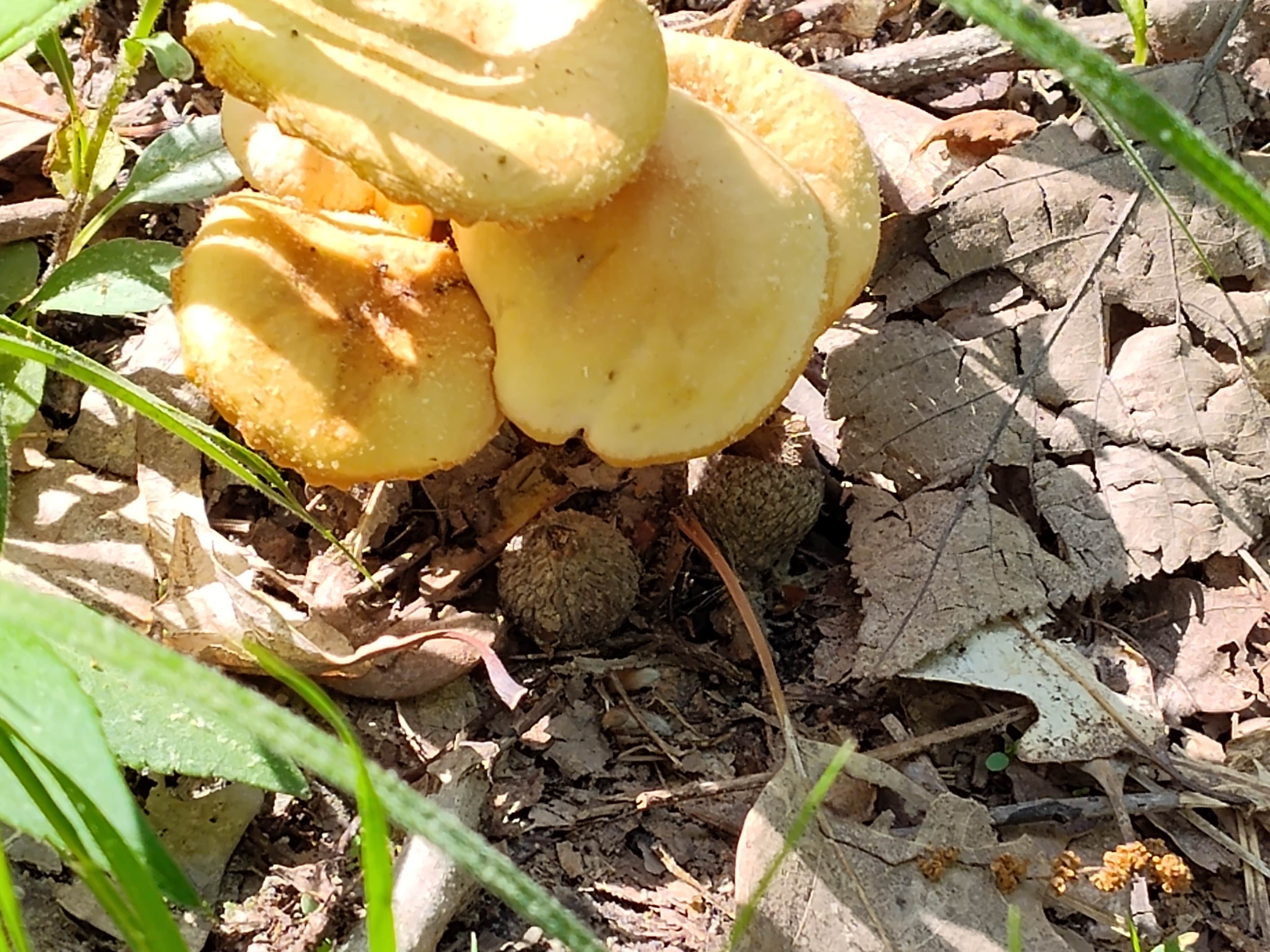 Camper-submitted photo at Donnelson Unit - White Oak Campground — Shimek State Forest near Keosauqua, IA