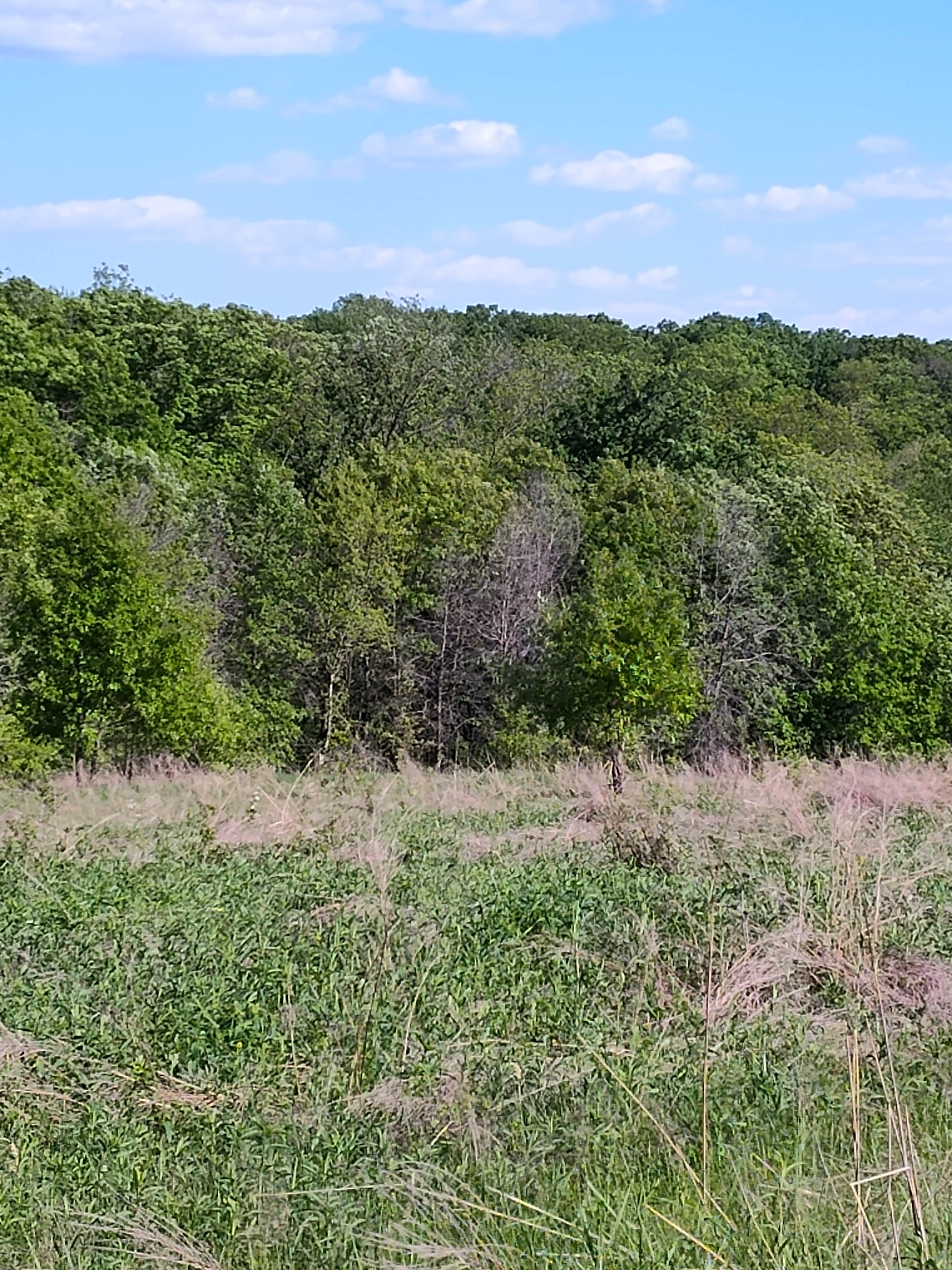 Camper-submitted photo at Donnelson Unit - White Oak Campground — Shimek State Forest near Keosauqua, IA