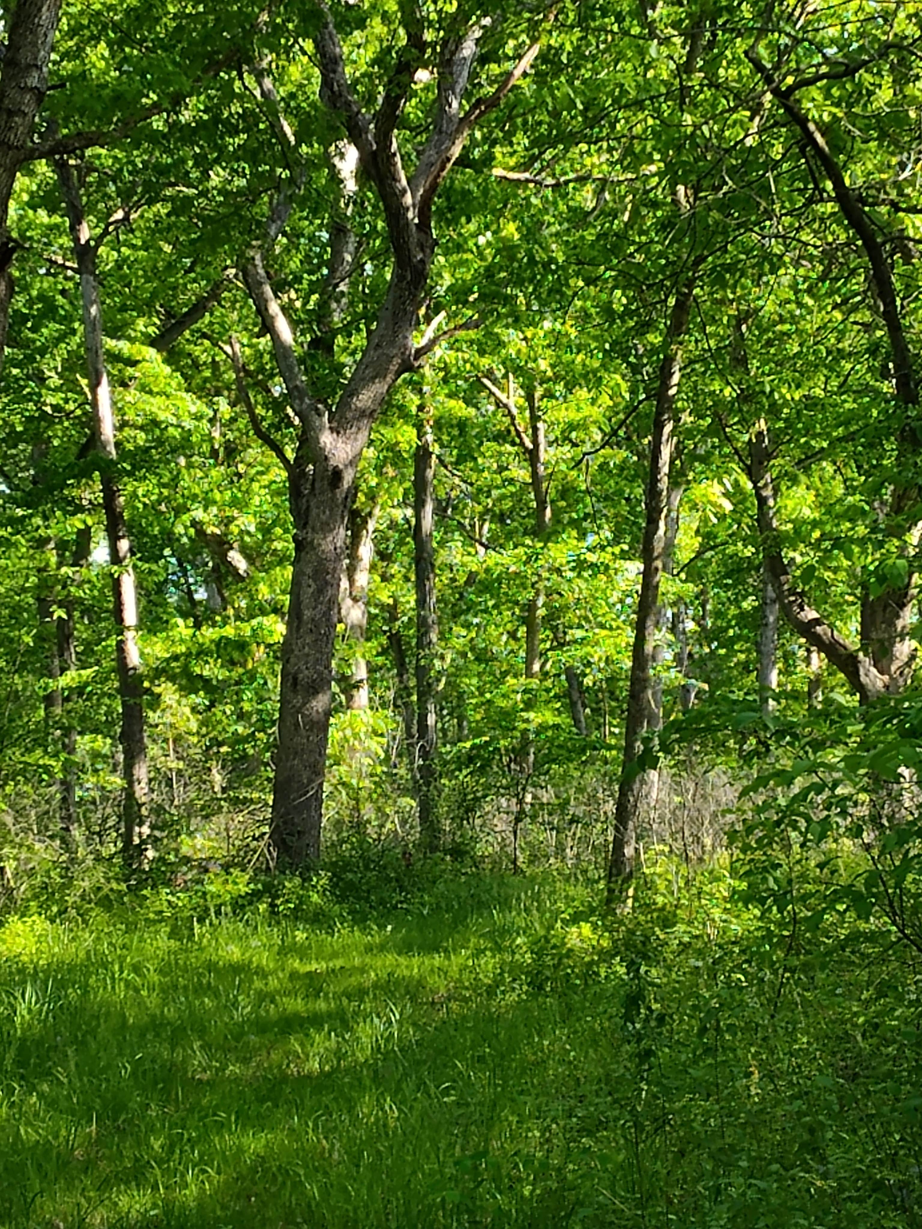 Camping near The Catfish Place Campground: Donnelson Unit - White Oak Campground — Shimek State Forest, Farmington, Iowa