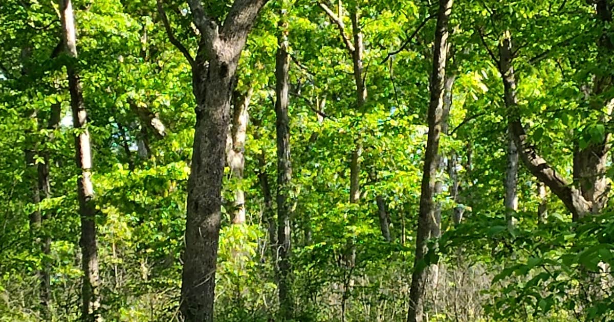 Donnelson Unit - White Oak Campground — Shimek State Forest