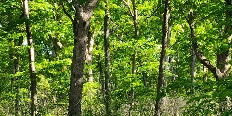 Camper submitted image from Donnelson Unit - White Oak Campground — Shimek State Forest