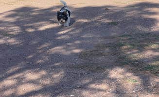 Amber W.'s photo of camping with pets at Double Adobe Campground and Shotgun Sports near Bisbee, AZ