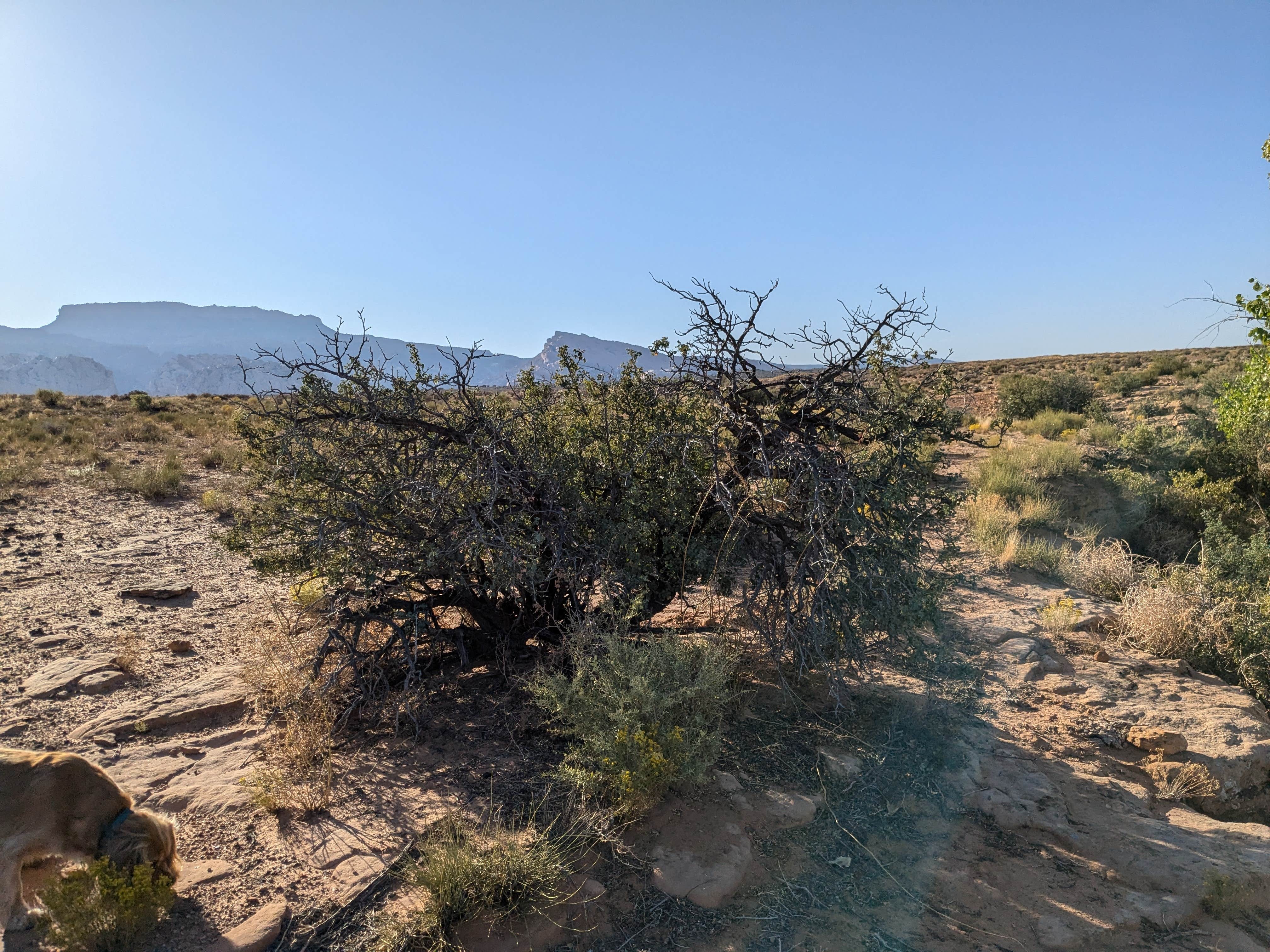 DL M.'s photo of camping with pets at Dove Spring near Glen Canyon National Recreation Area