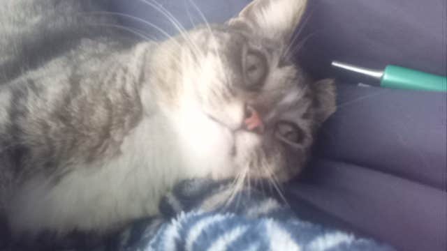 Camping near Reflection Lake RV Park: Down To Earth Echoshire, Hemet, California