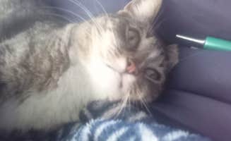 Scott G.'s photo of camping with pets at Down To Earth Echoshire near Moreno Valley, CA